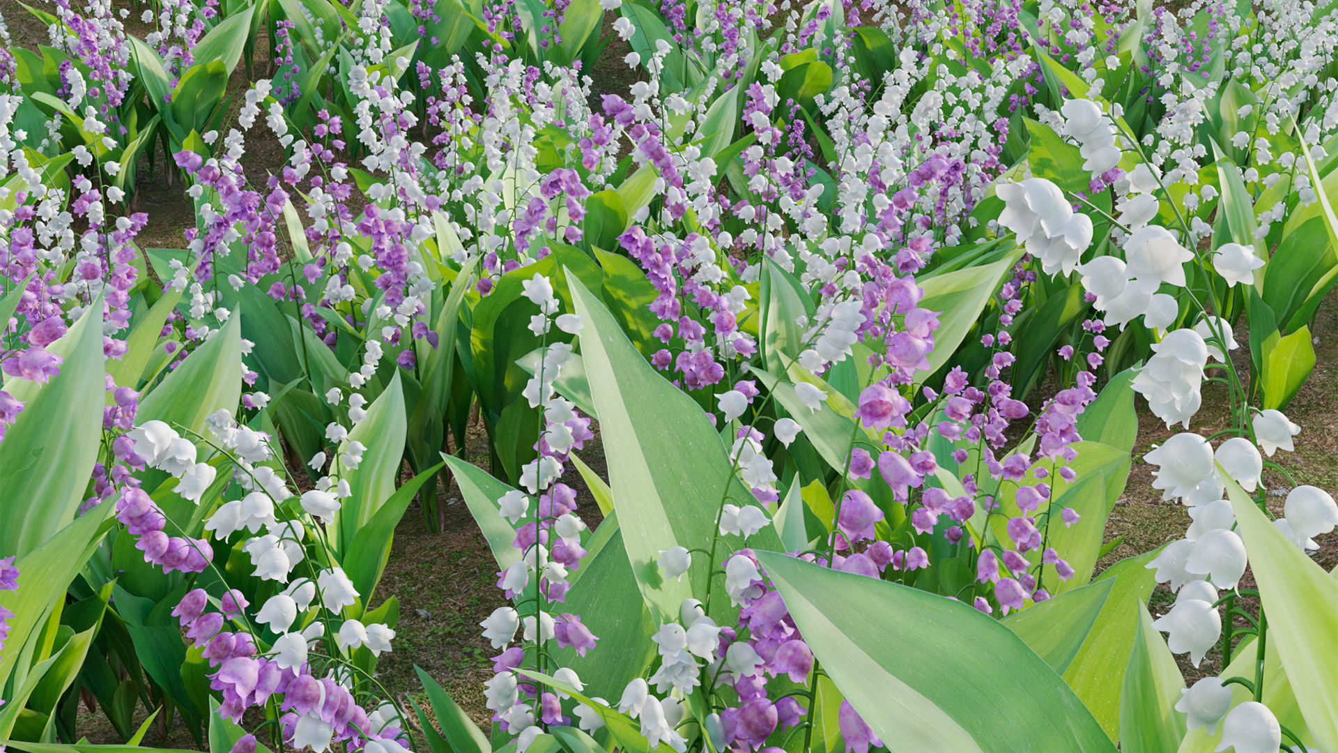 Convallaria majalis - Lily of the Valley Low-poly 3D model_9
