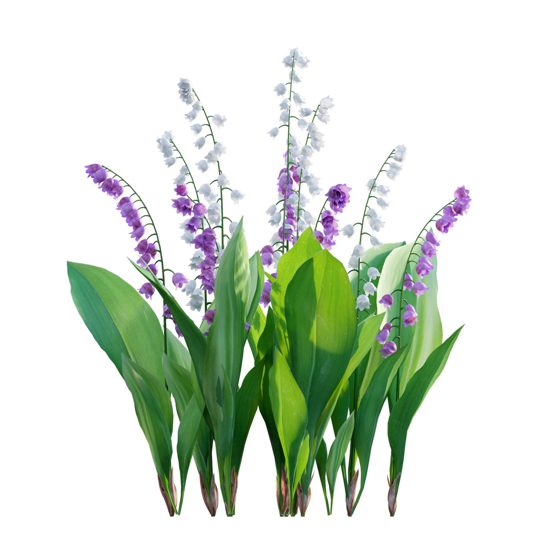Convallaria majalis - Lily of the Valley Low-poly 3D model_1
