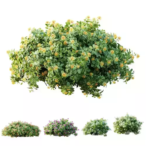 HQ Plants lantana Camara Confetti Bush 3D model