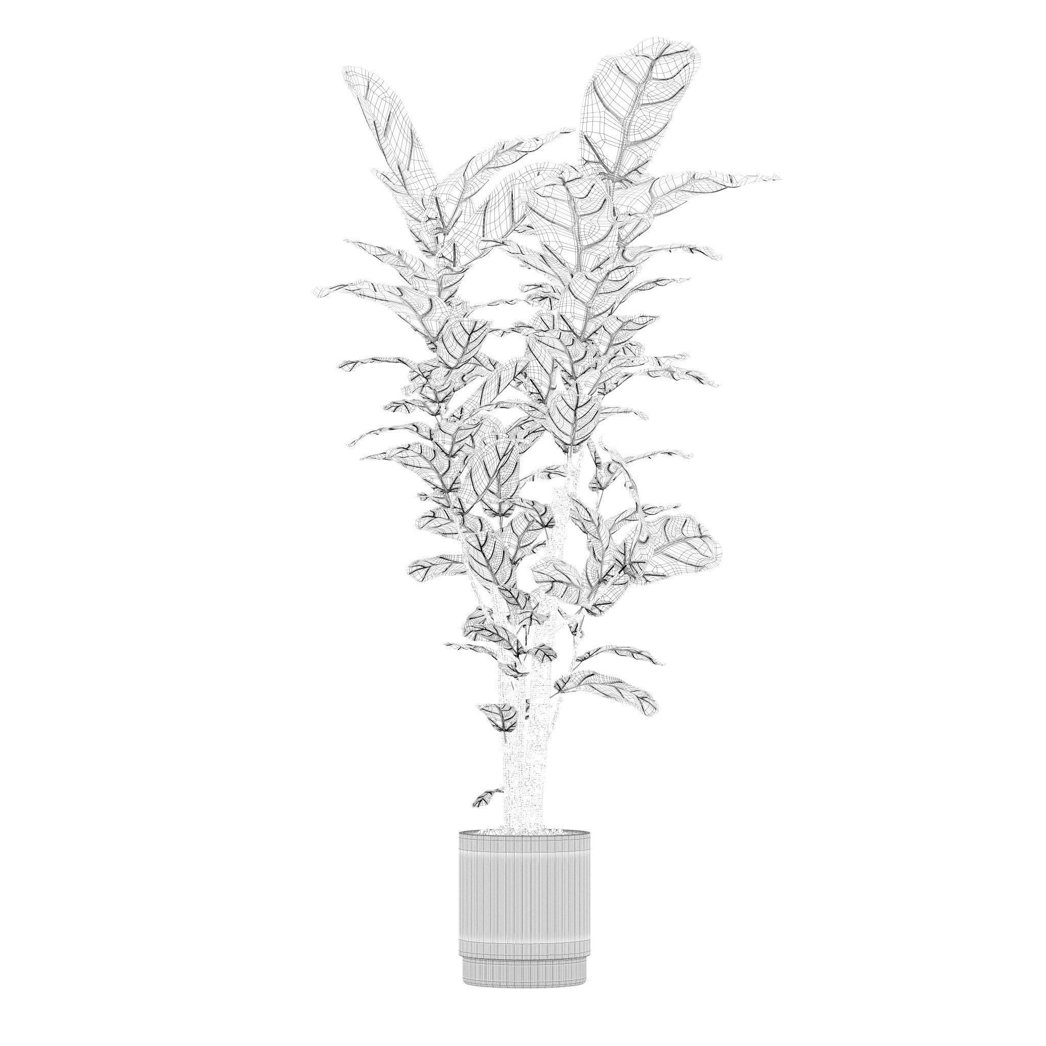 Plants collection 204 - palm strelitzia fern ficus croton 3D model_14