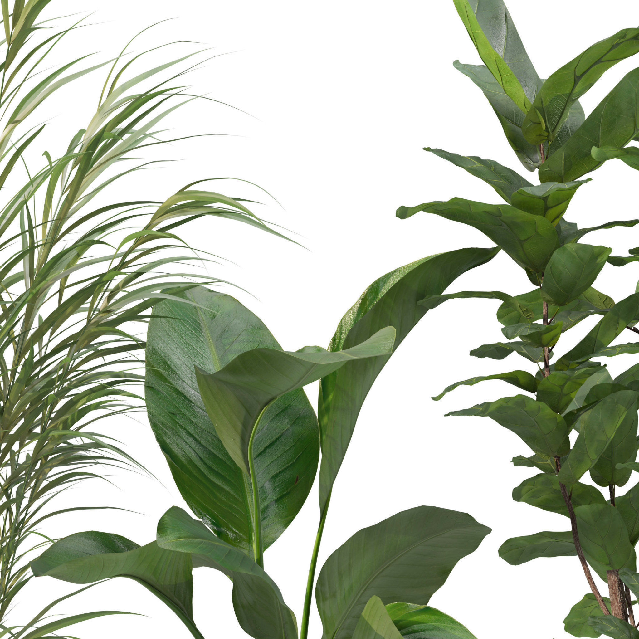 Plants collection 204 - palm strelitzia fern ficus croton 3D model_12
