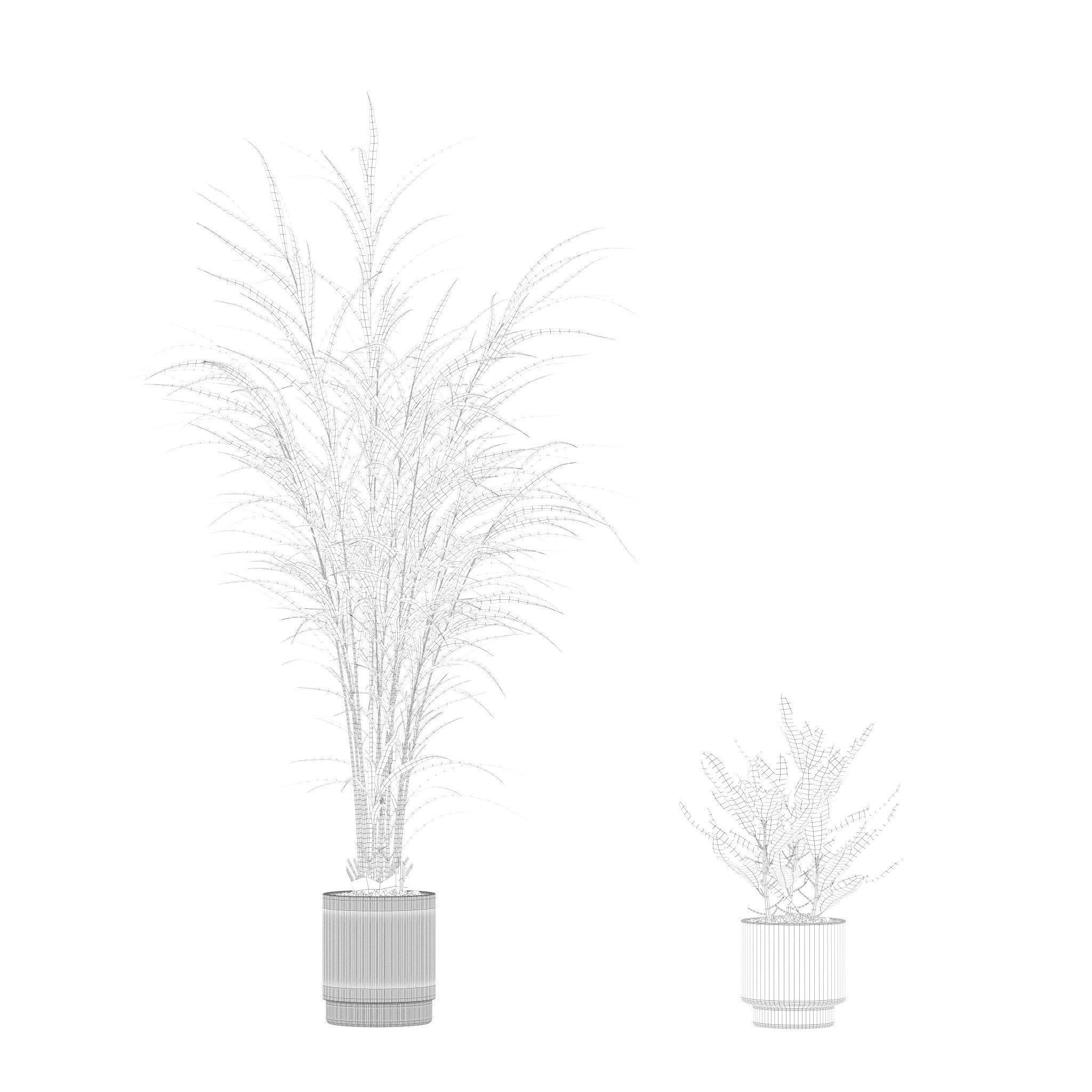 Plants collection 204 - palm strelitzia fern ficus croton 3D model_16