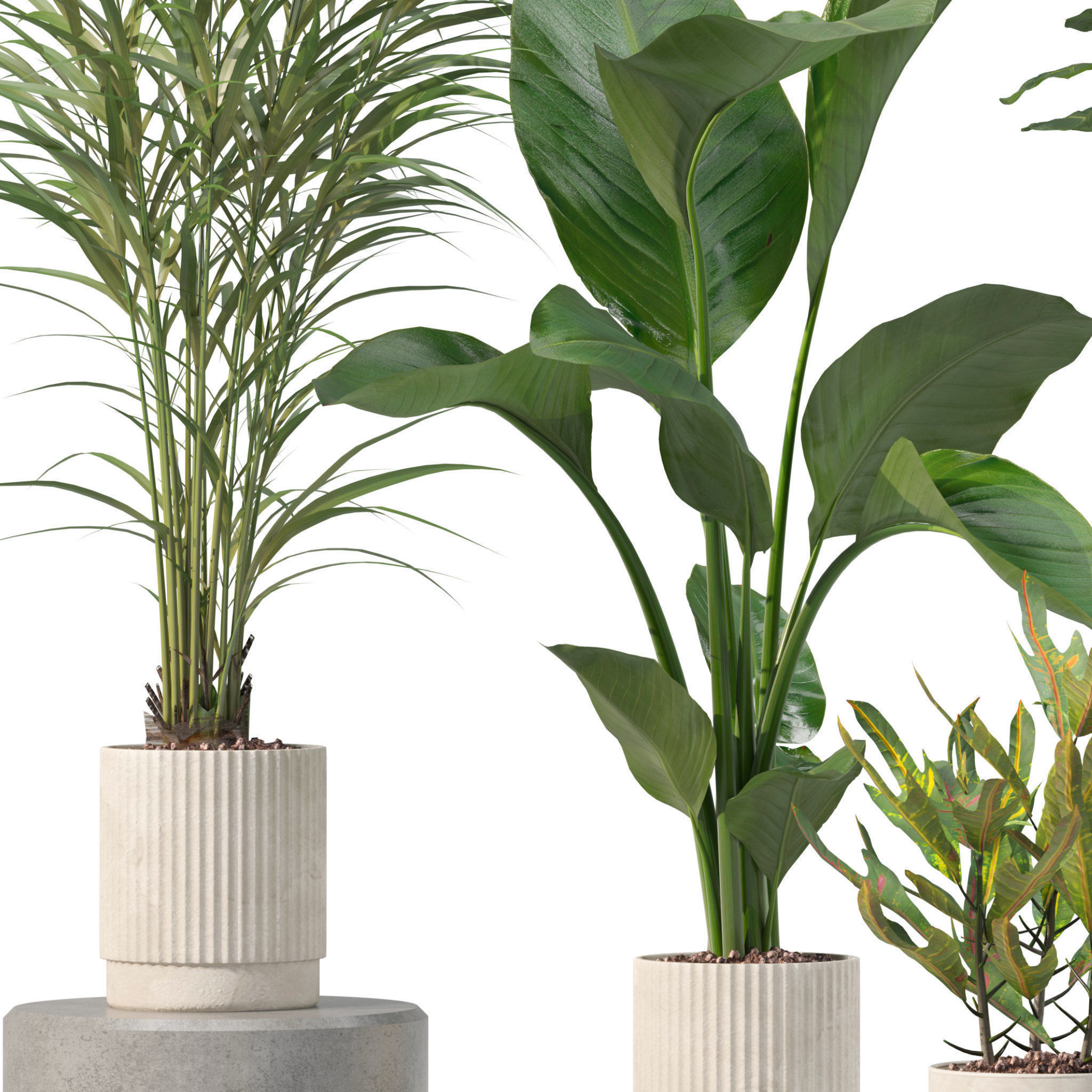 Plants collection 204 - palm strelitzia fern ficus croton 3D model_11