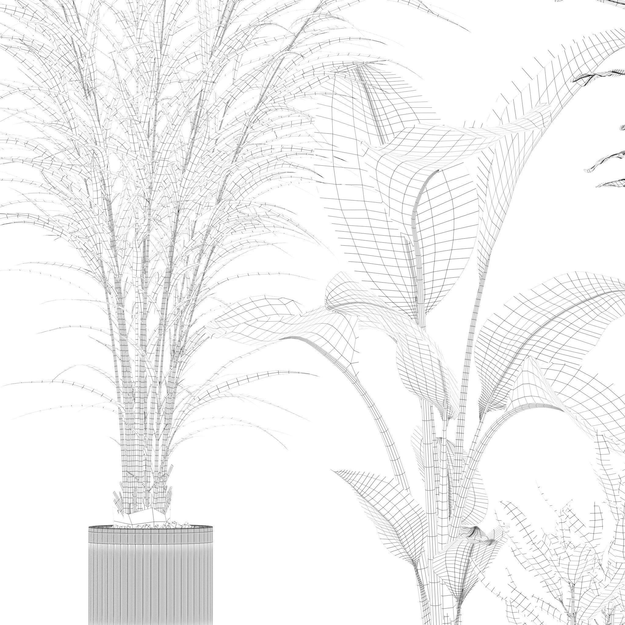 Plants collection 204 - palm strelitzia fern ficus croton 3D model_21