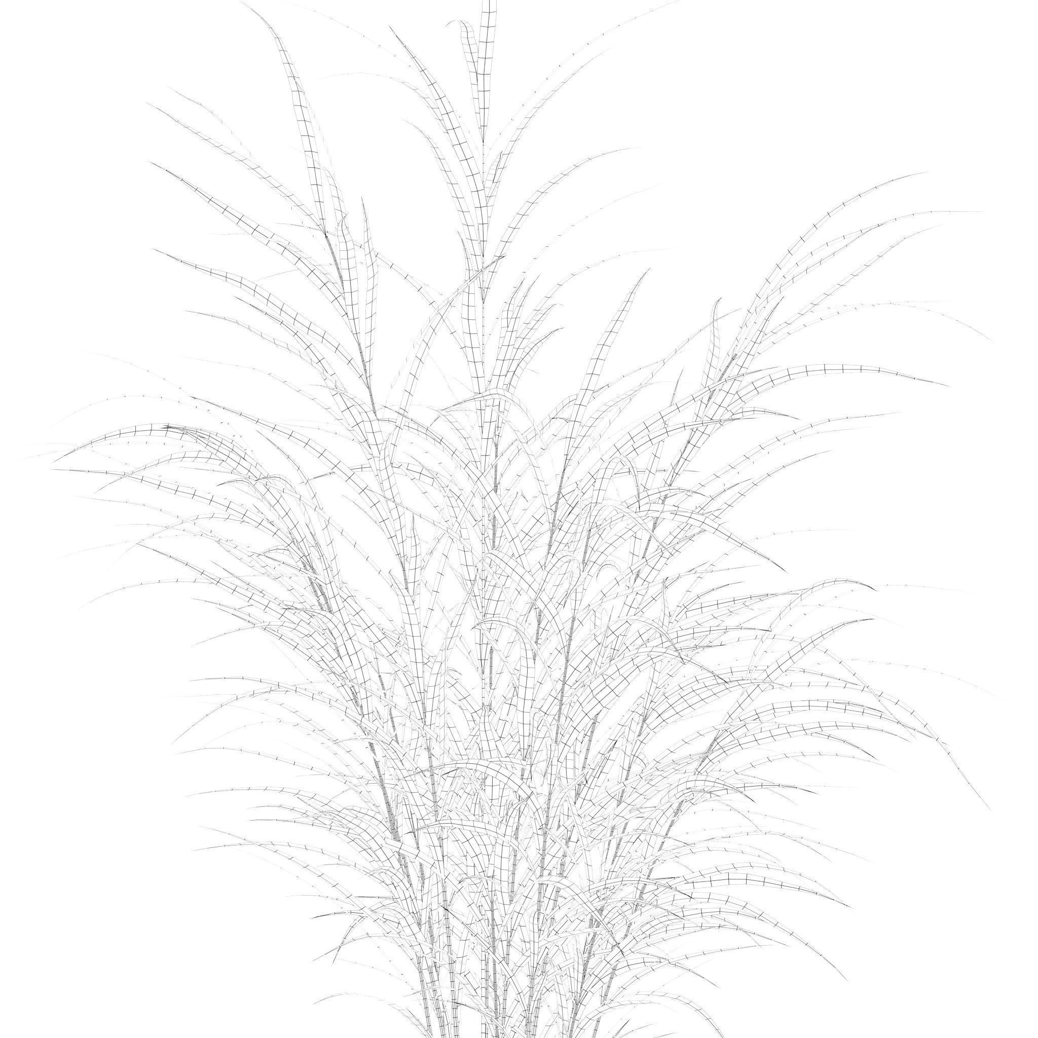 Plants collection 204 - palm strelitzia fern ficus croton 3D model_18