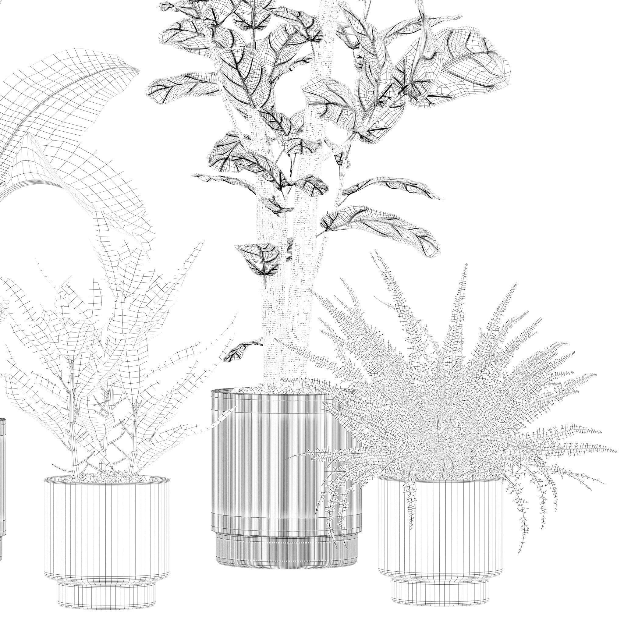 Plants collection 204 - palm strelitzia fern ficus croton 3D model_19