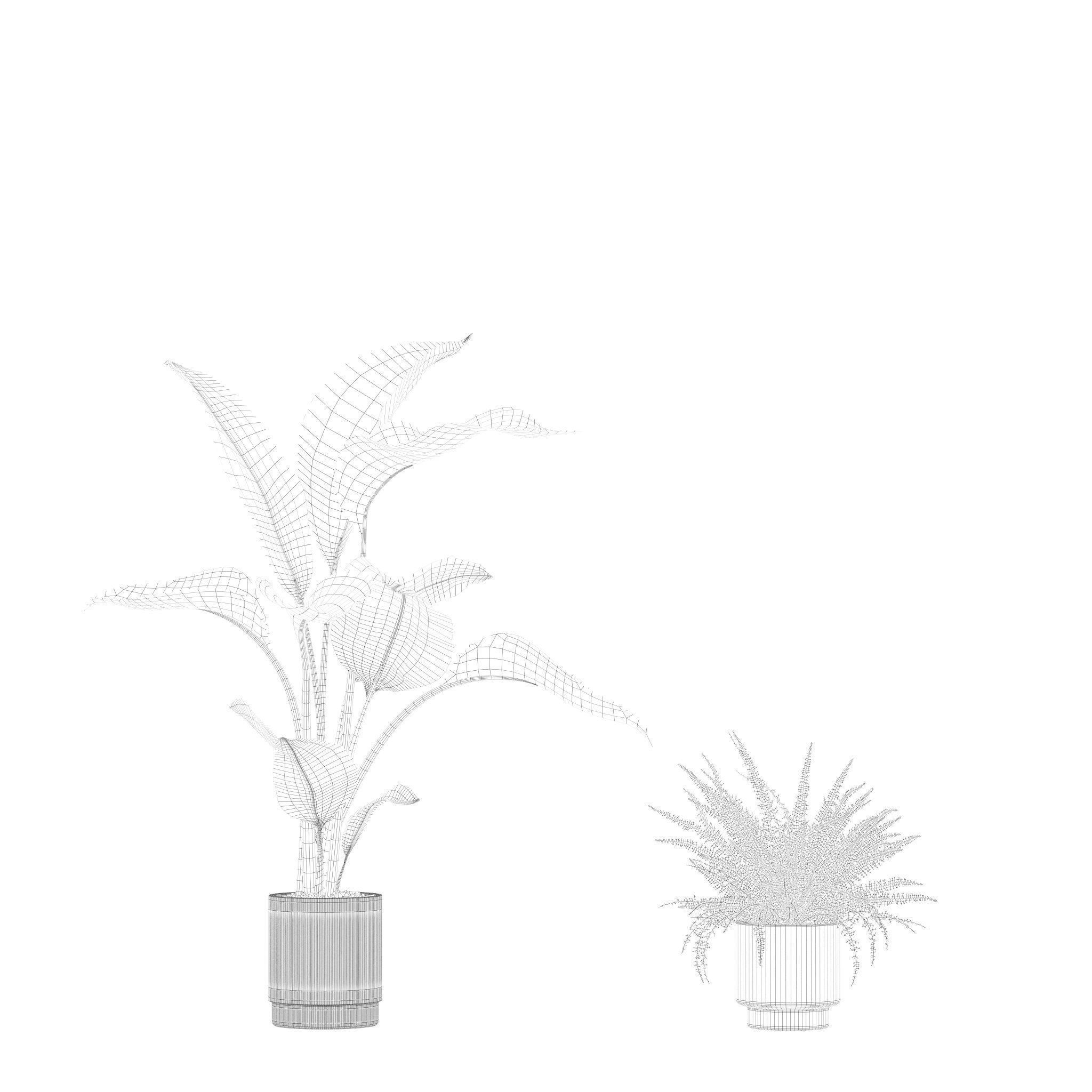 Plants collection 204 - palm strelitzia fern ficus croton 3D model_15
