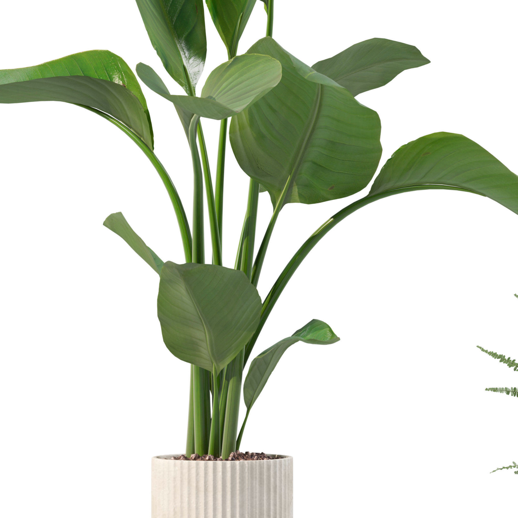 Plants collection 204 - palm strelitzia fern ficus croton 3D model_7