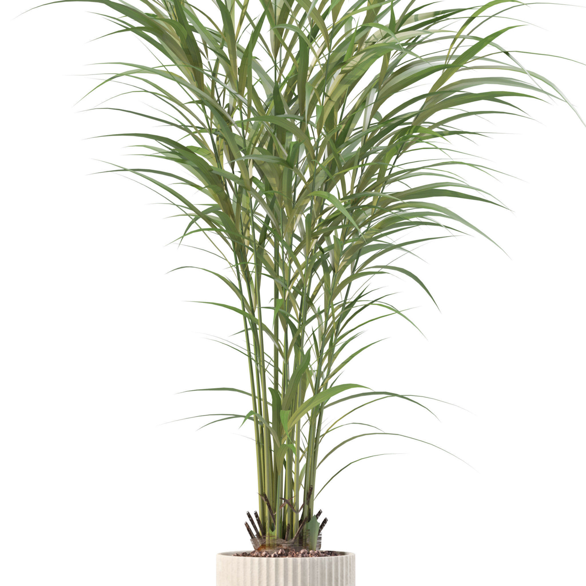 Plants collection 204 - palm strelitzia fern ficus croton 3D model_9