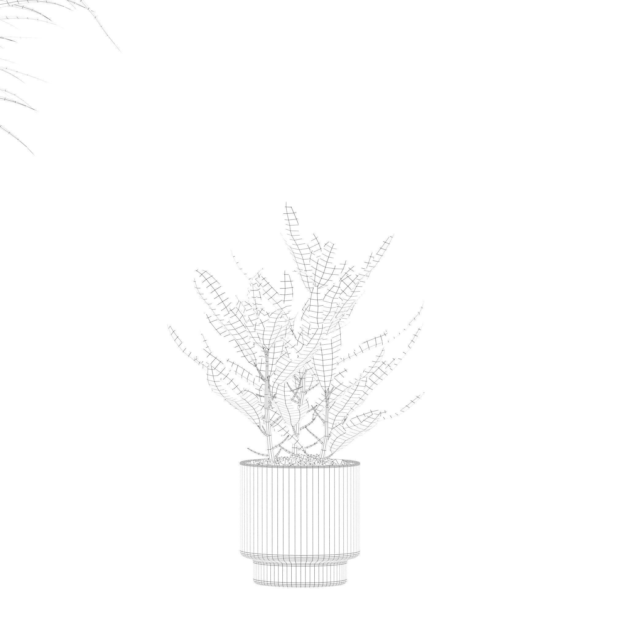 Plants collection 204 - palm strelitzia fern ficus croton 3D model_17