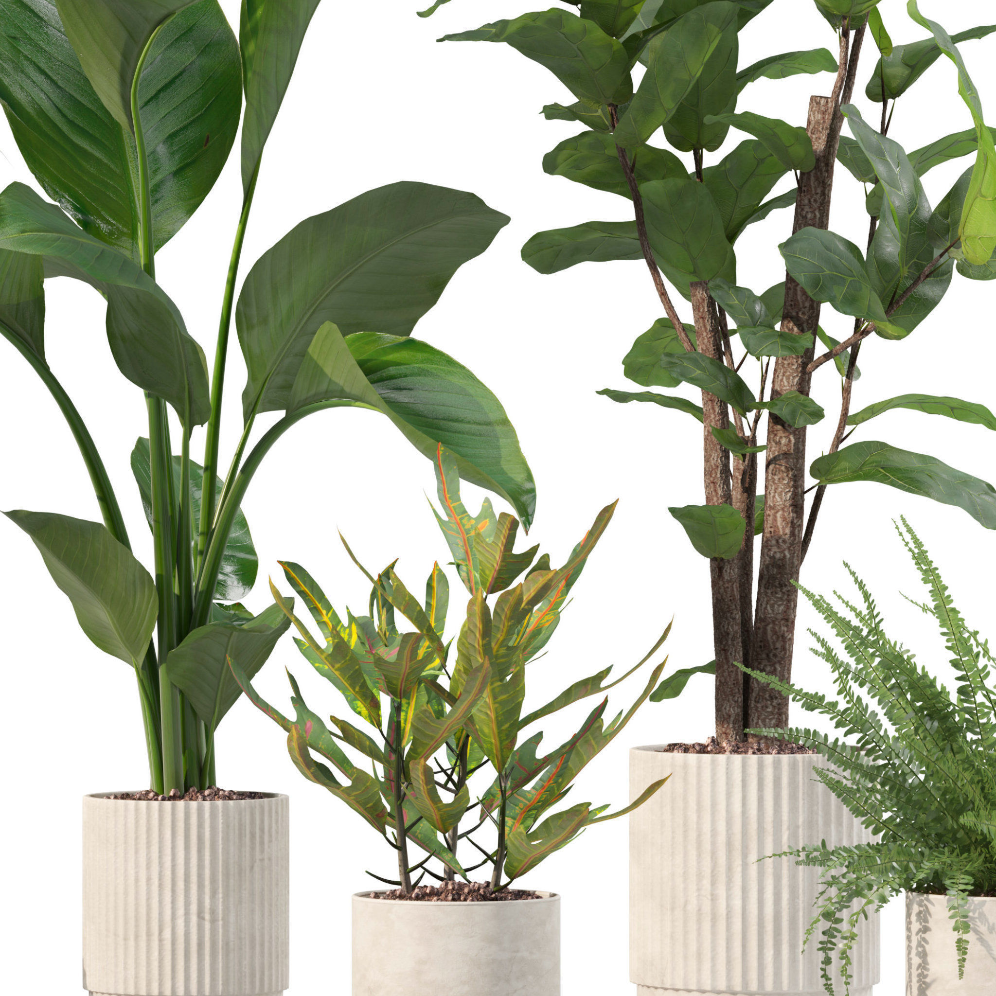 Plants collection 204 - palm strelitzia fern ficus croton 3D model_10