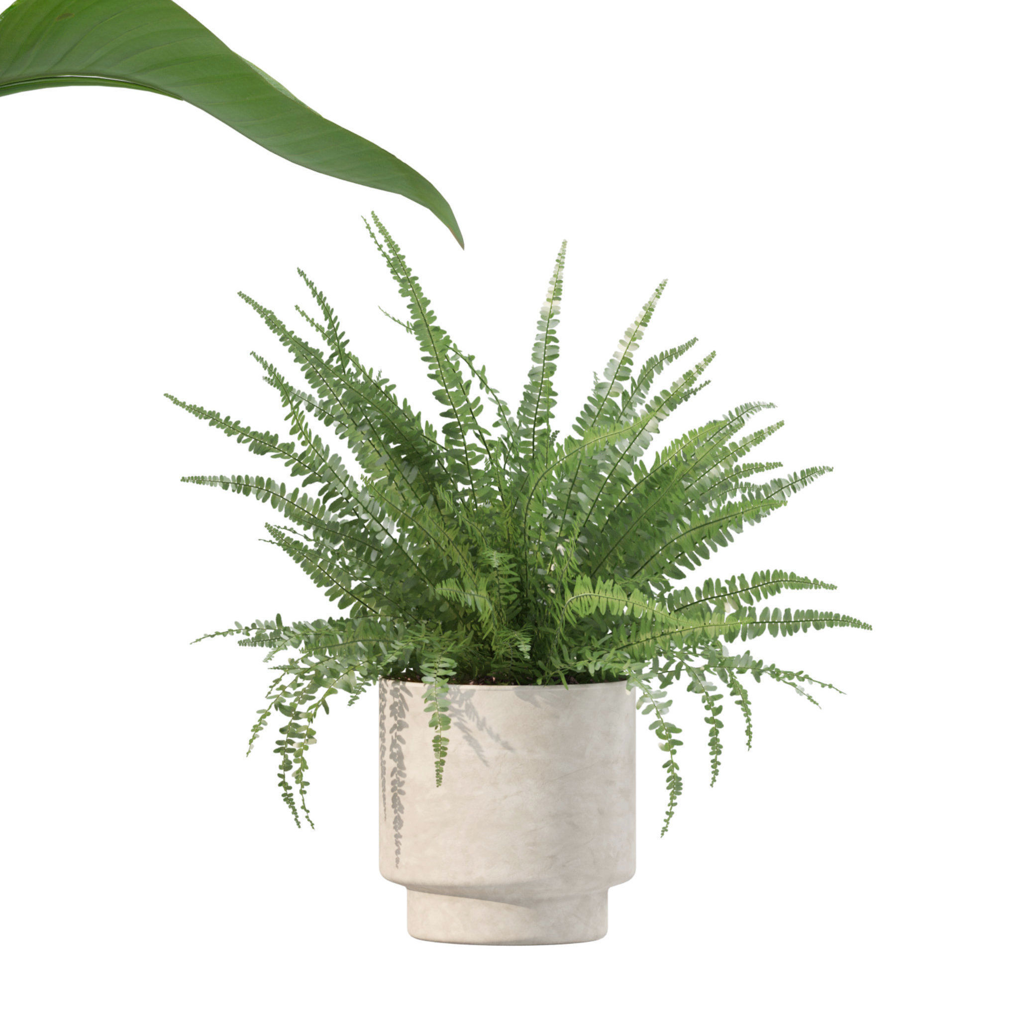 Plants collection 204 - palm strelitzia fern ficus croton 3D model_6