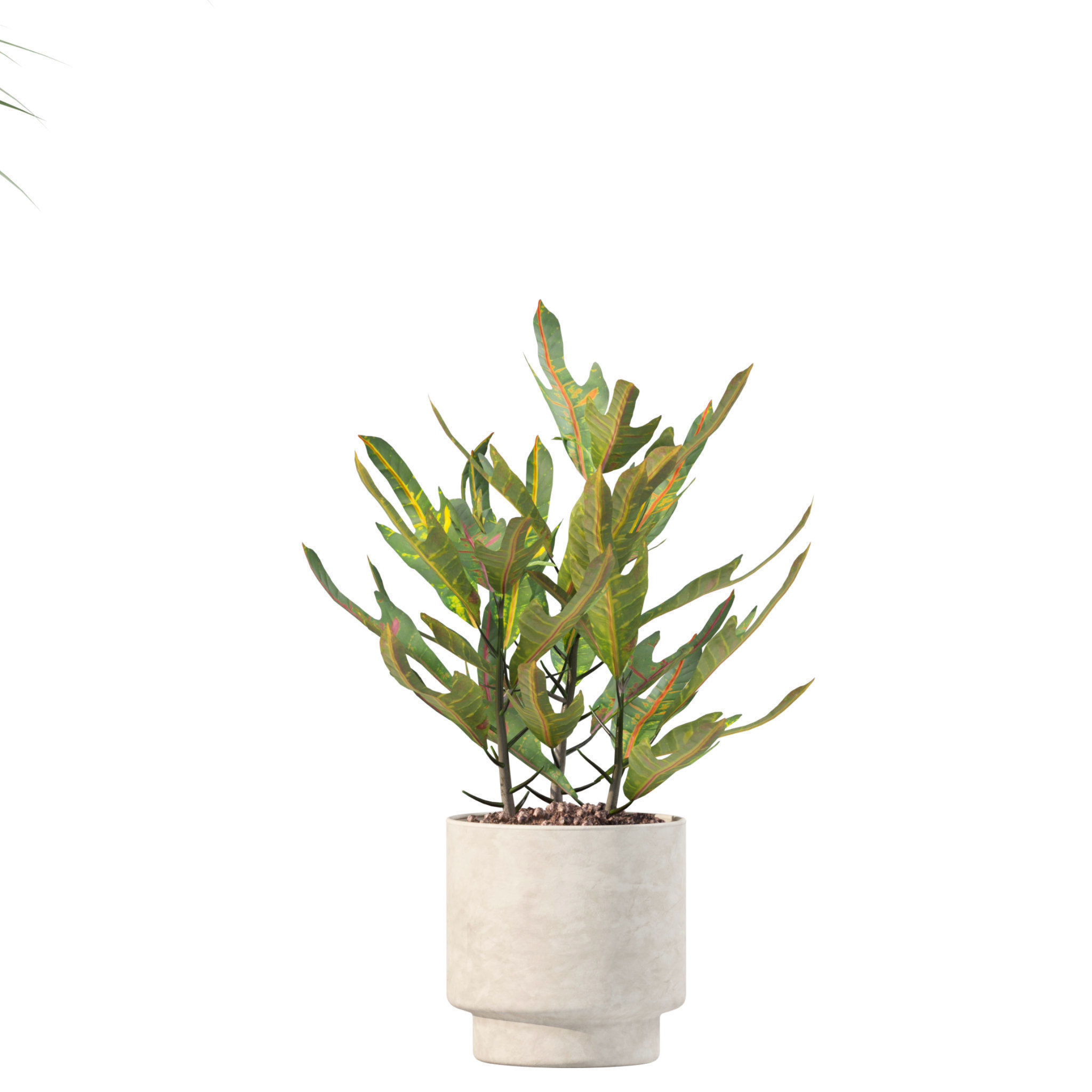 Plants collection 204 - palm strelitzia fern ficus croton 3D model_8