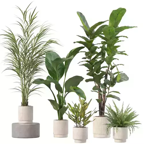 Plants collection 204 - palm strelitzia fern ficus croton 3D model