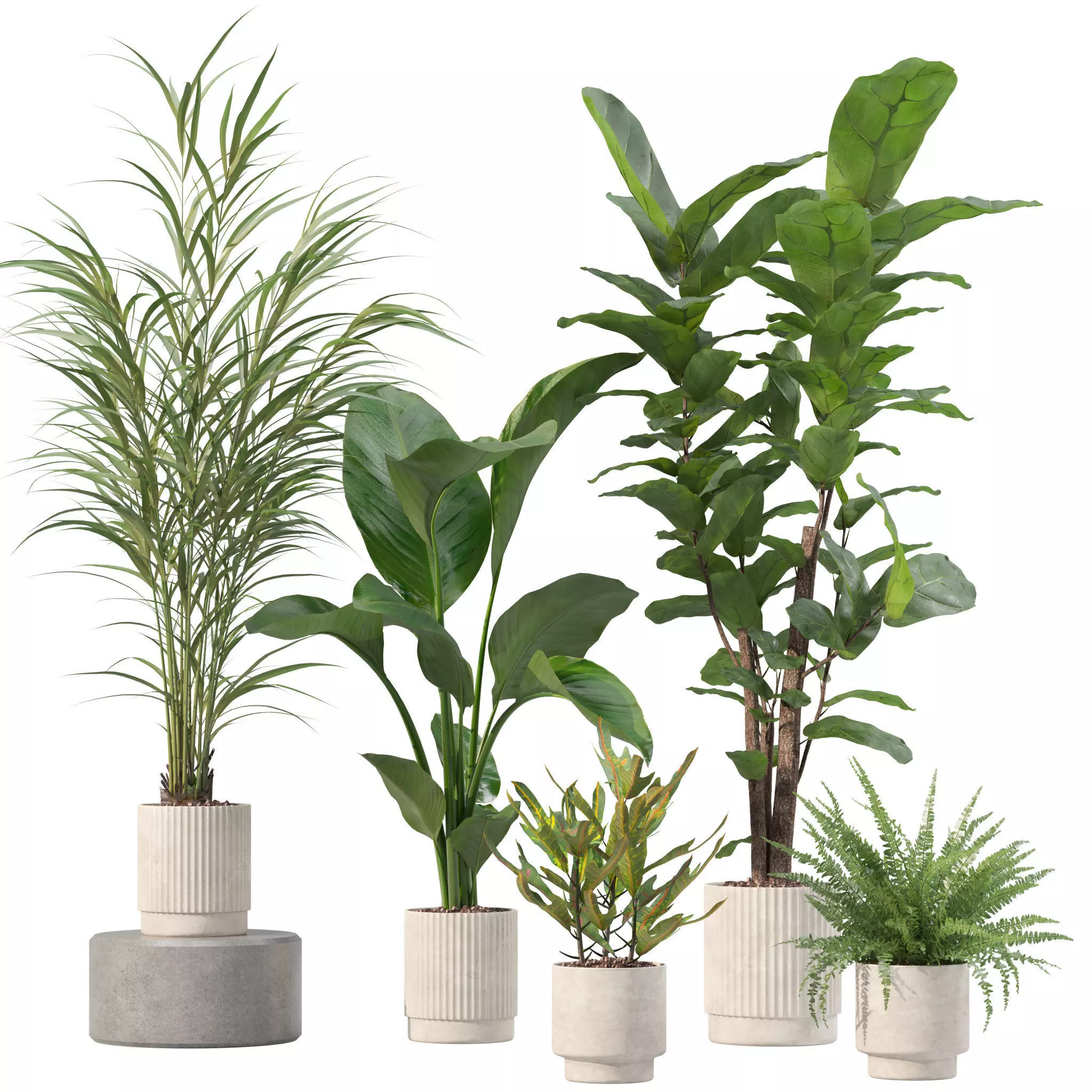 Plants collection 204 - palm strelitzia fern ficus croton 3D model_0