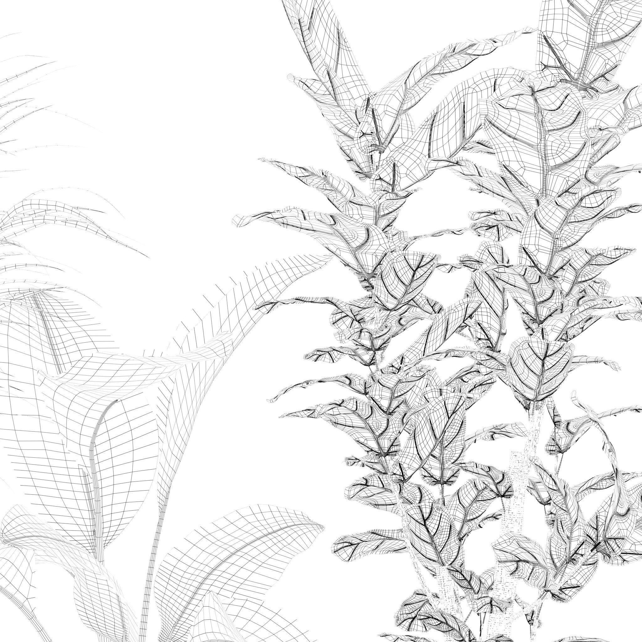 Plants collection 204 - palm strelitzia fern ficus croton 3D model_20