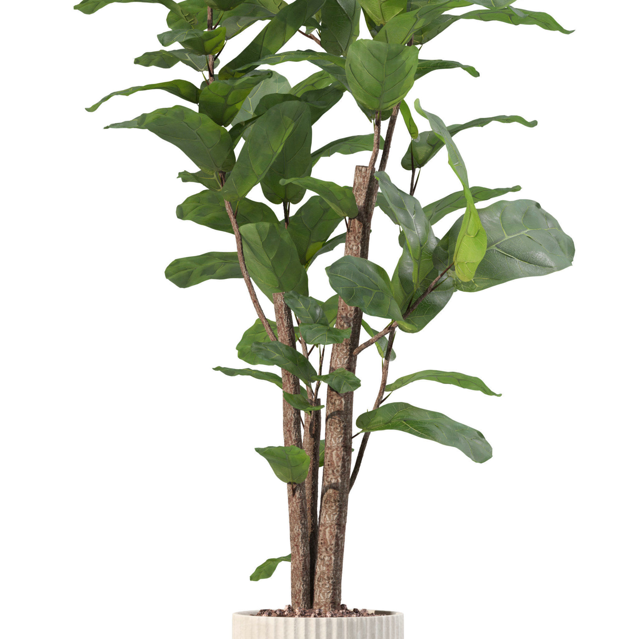 Plants collection 204 - palm strelitzia fern ficus croton 3D model_5