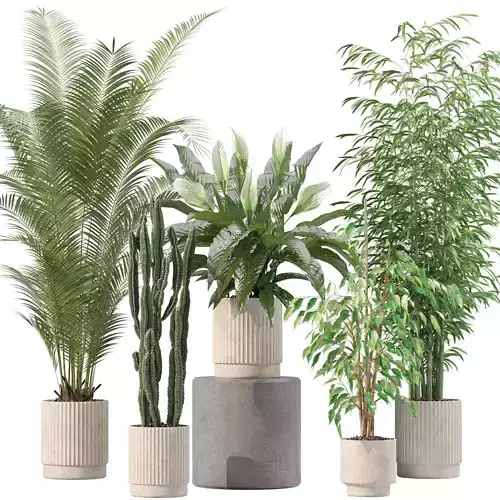 Plants collection 205 - areca palm ficus benjamina cactus bamboo 3D model
