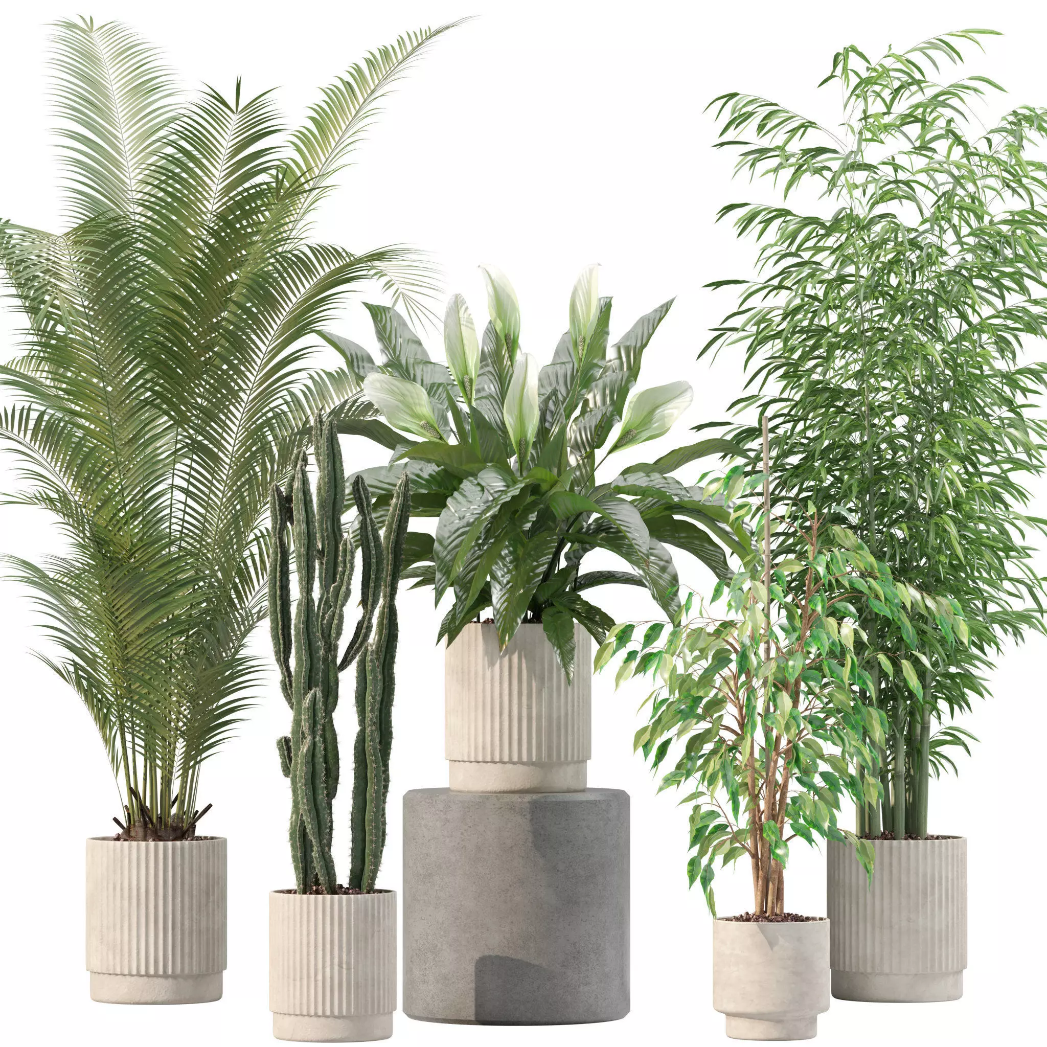 Plants collection 205 - areca palm ficus benjamina cactus bamboo 3D model_0