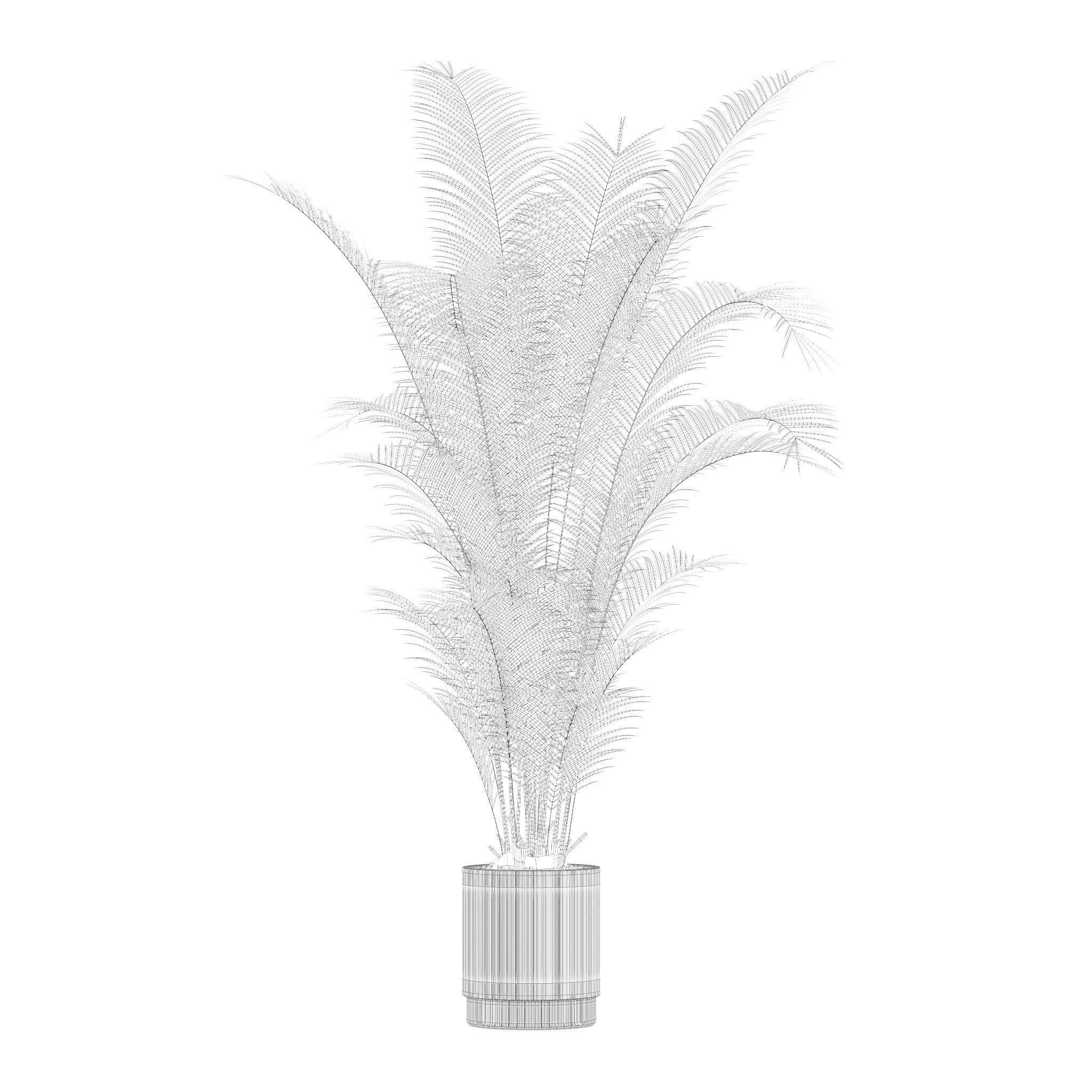 Plants collection 205 - areca palm ficus benjamina cactus bamboo 3D model_19