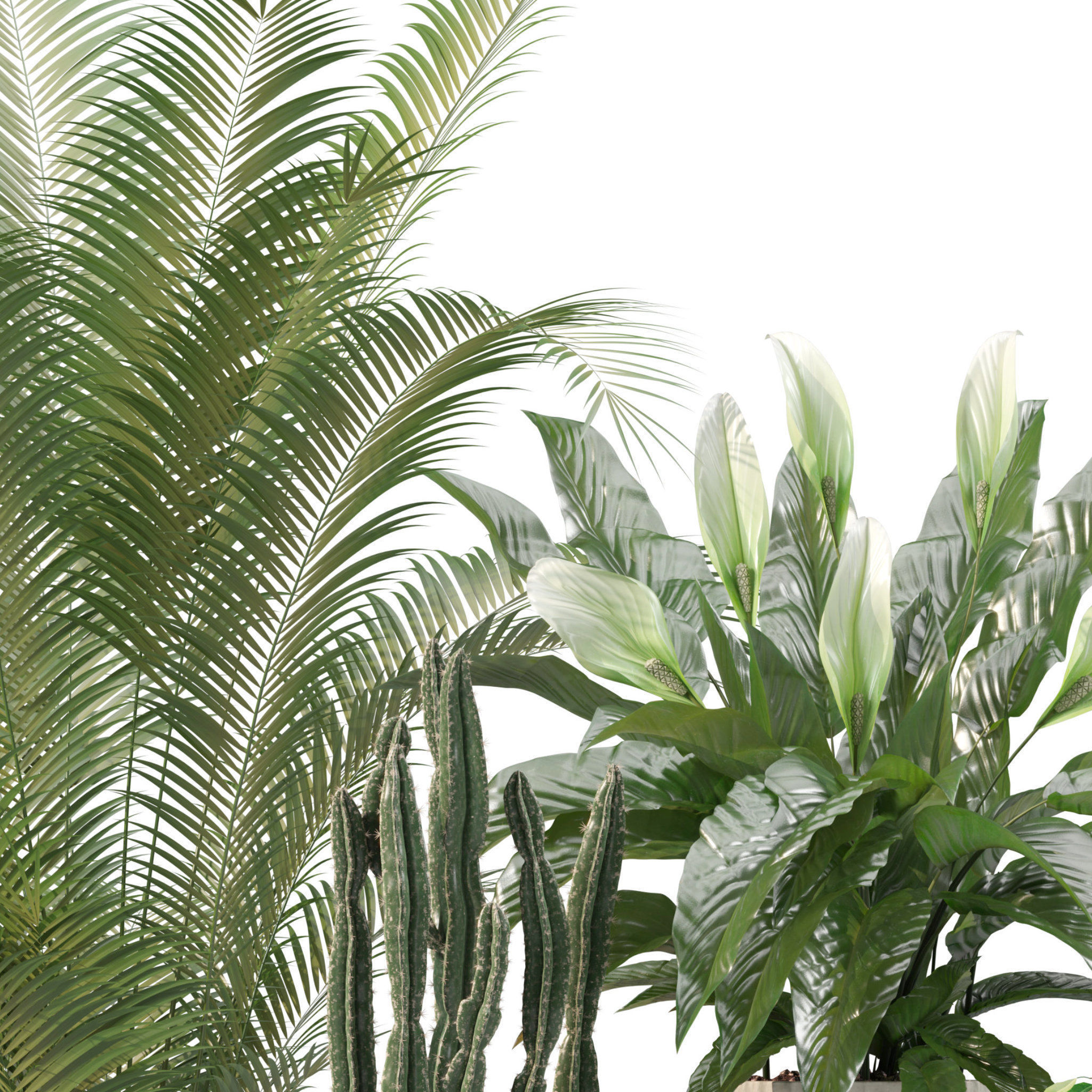 Plants collection 205 - areca palm ficus benjamina cactus bamboo 3D model_13