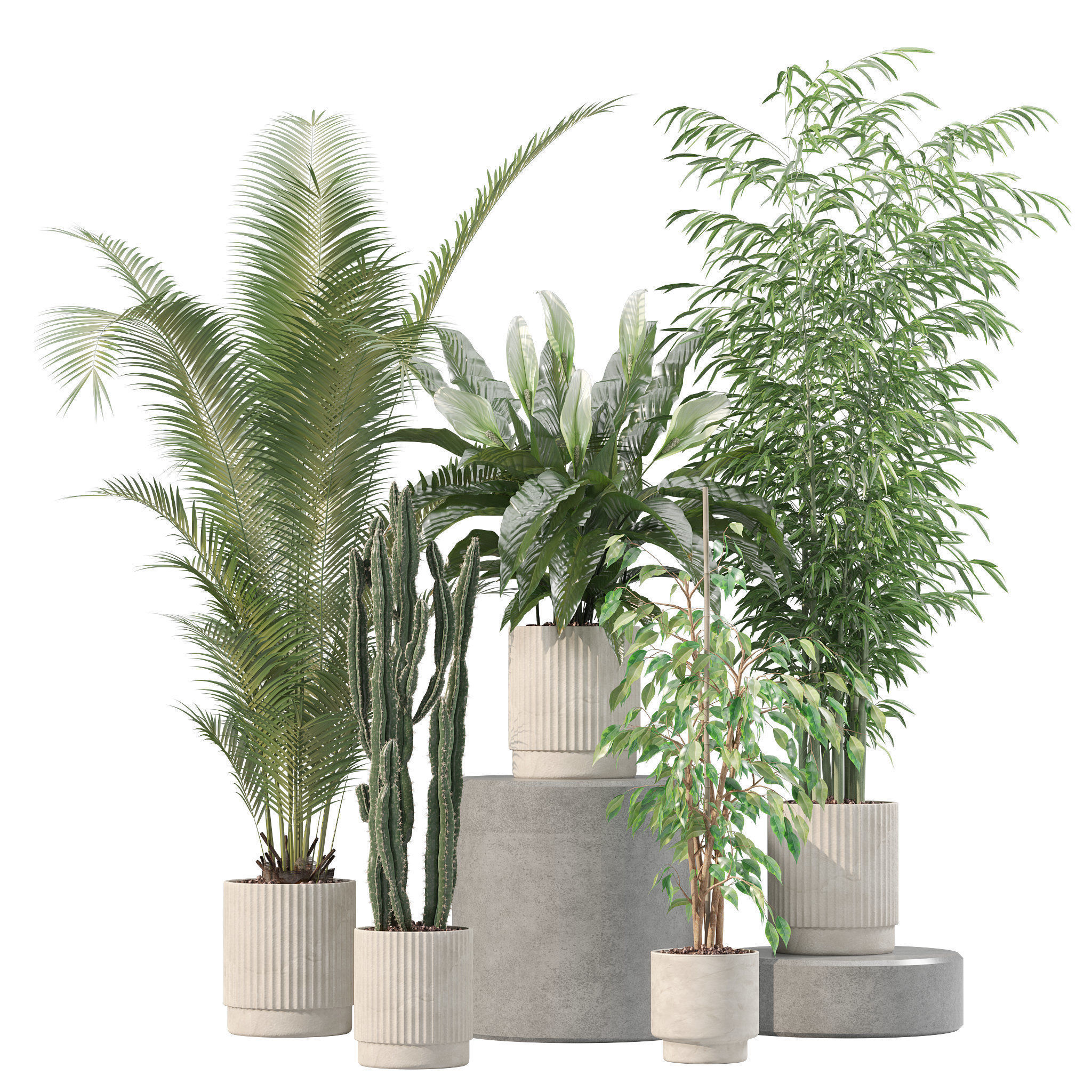 Plants collection 205 - areca palm ficus benjamina cactus bamboo 3D model_14