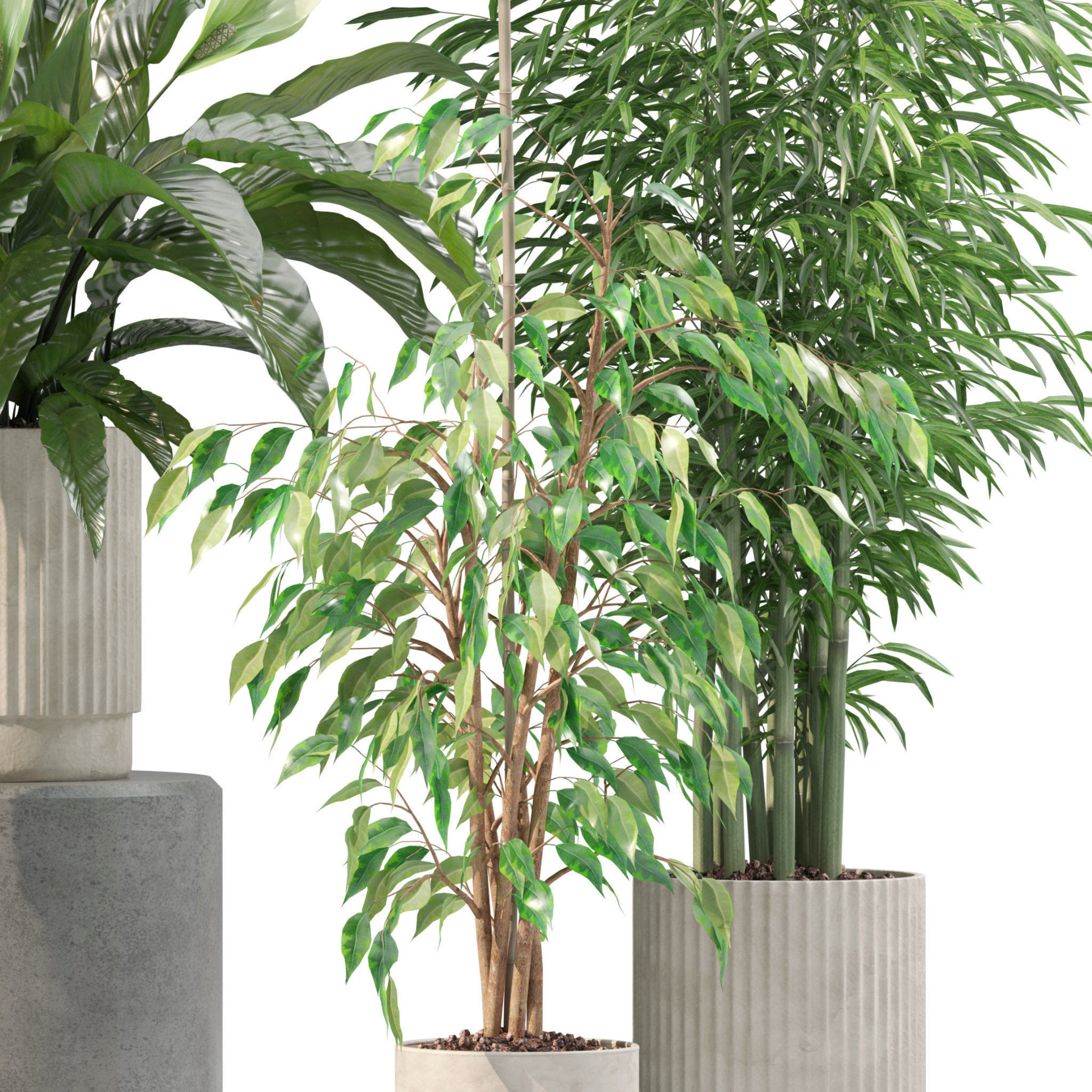 Plants collection 205 - areca palm ficus benjamina cactus bamboo 3D model_11