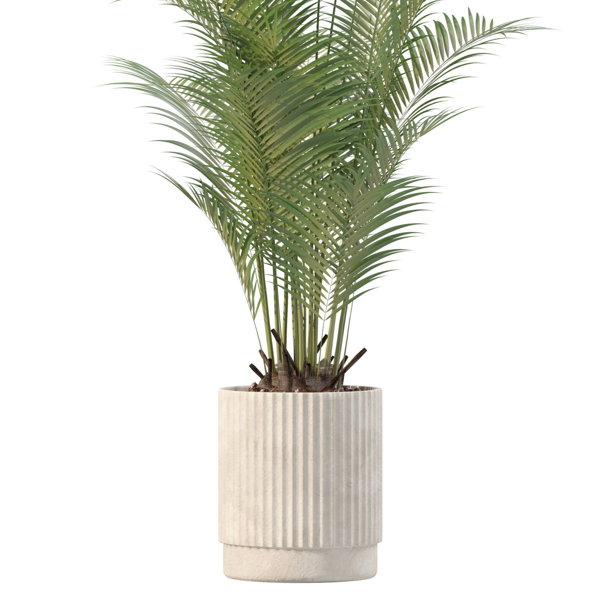 Plants collection 205 - areca palm ficus benjamina cactus bamboo 3D model_8