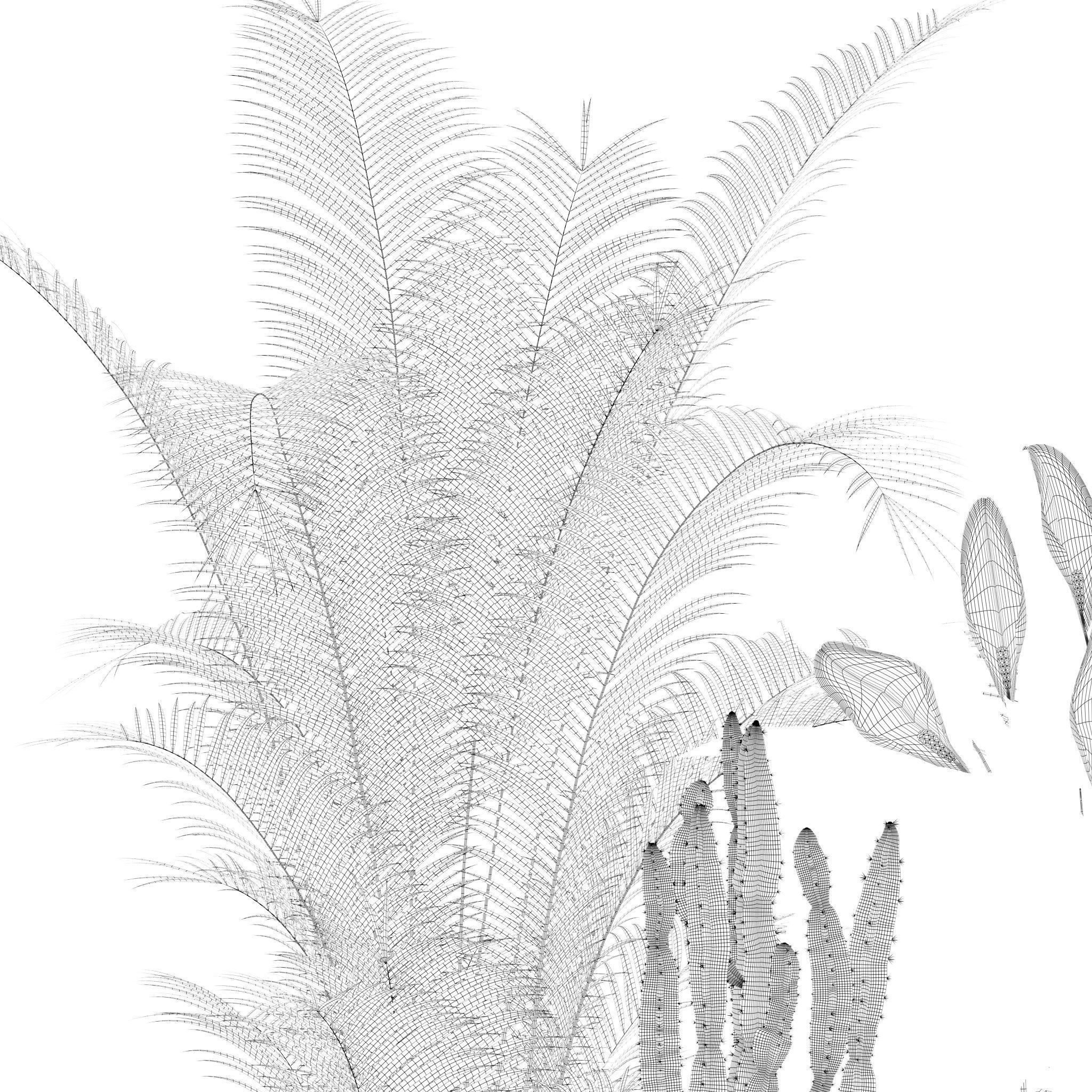 Plants collection 205 - areca palm ficus benjamina cactus bamboo 3D model_17