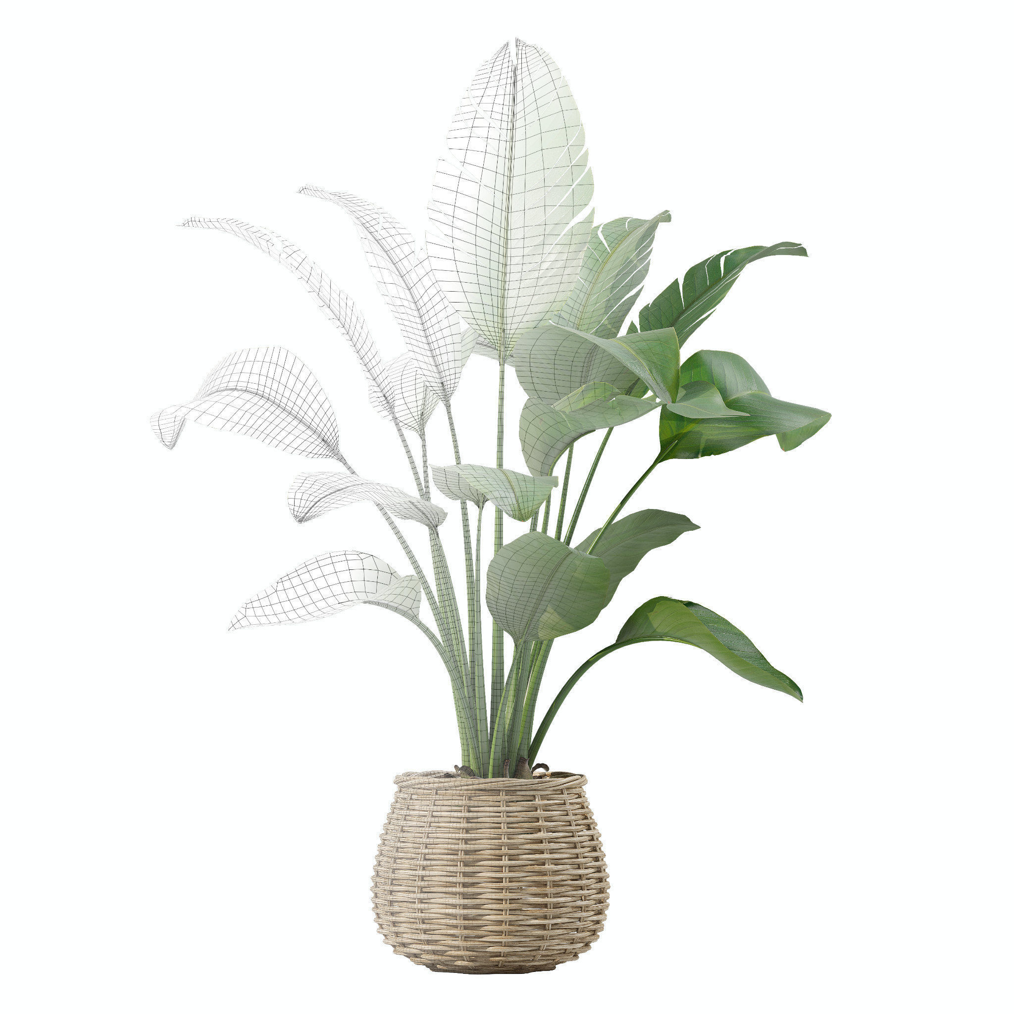 Plants collection 206 - alocasia strelitzia cactus  philodendron 3D model_13