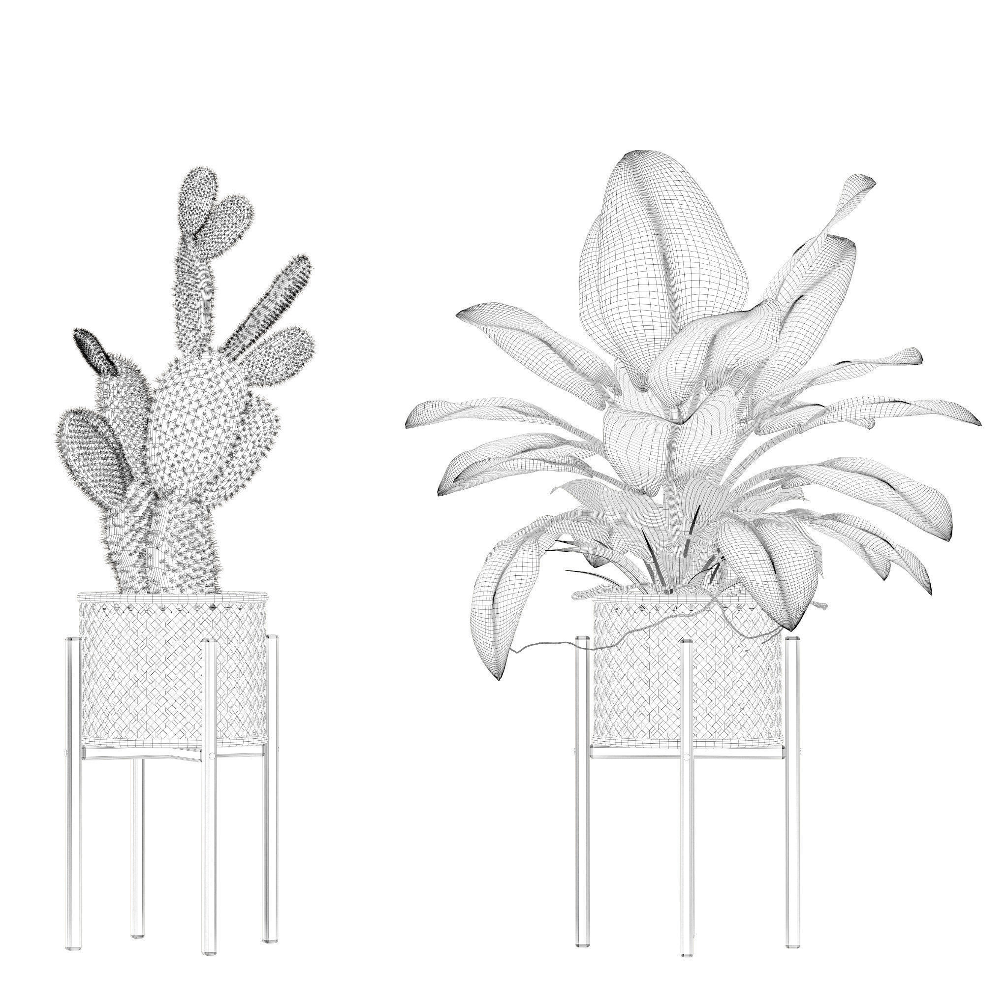 Plants collection 206 - alocasia strelitzia cactus  philodendron 3D model_8