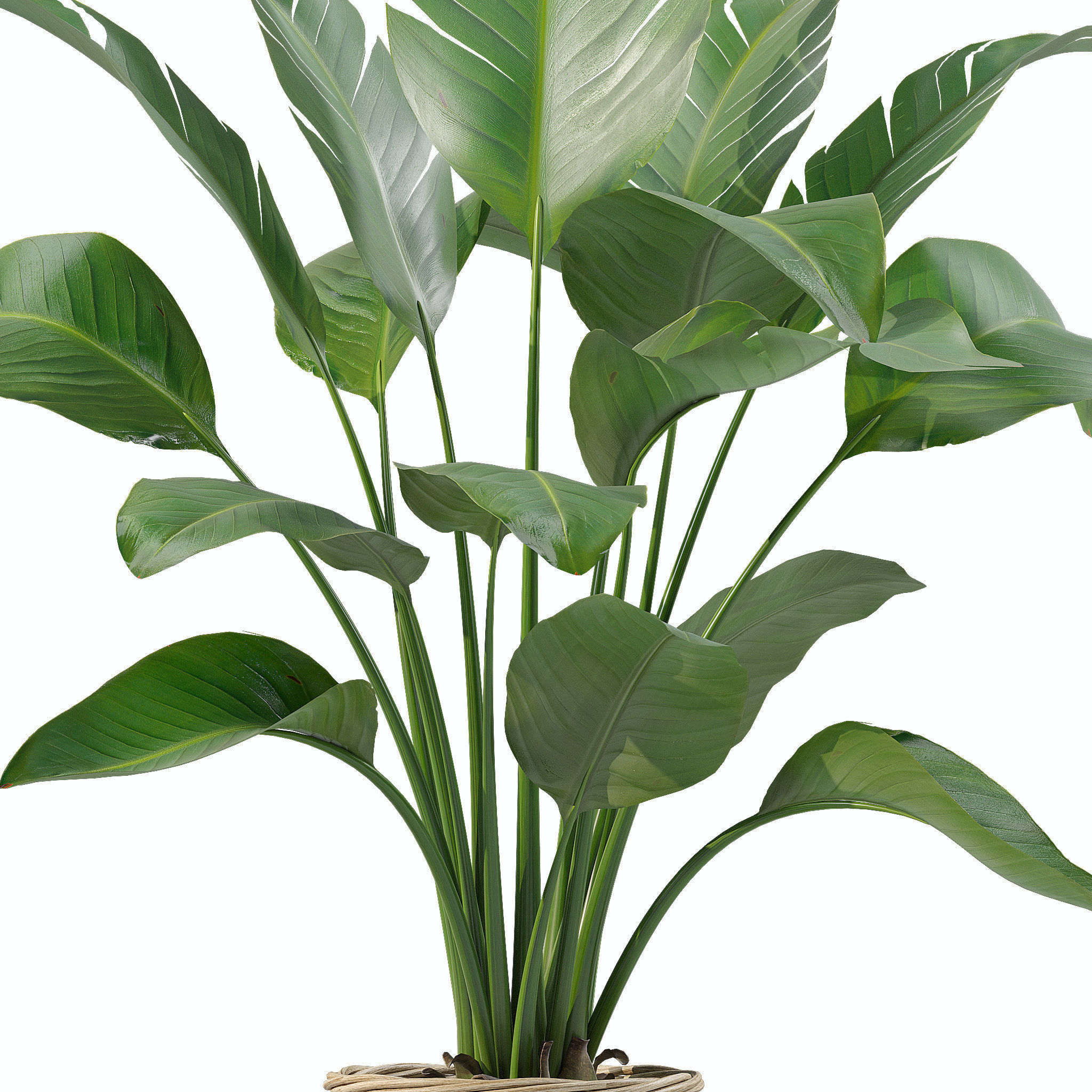 Plants collection 206 - alocasia strelitzia cactus  philodendron 3D model_7
