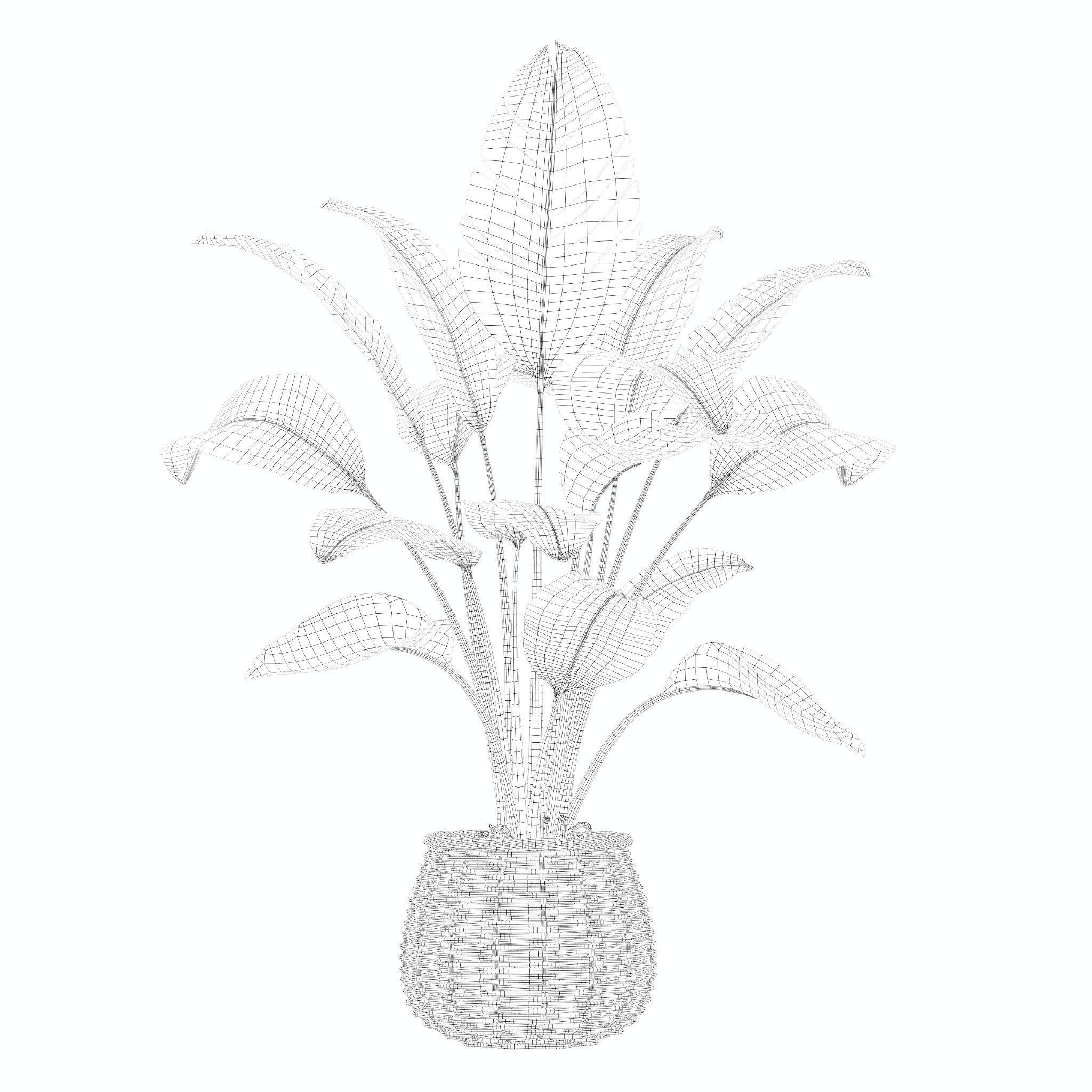 Plants collection 206 - alocasia strelitzia cactus  philodendron 3D model_10