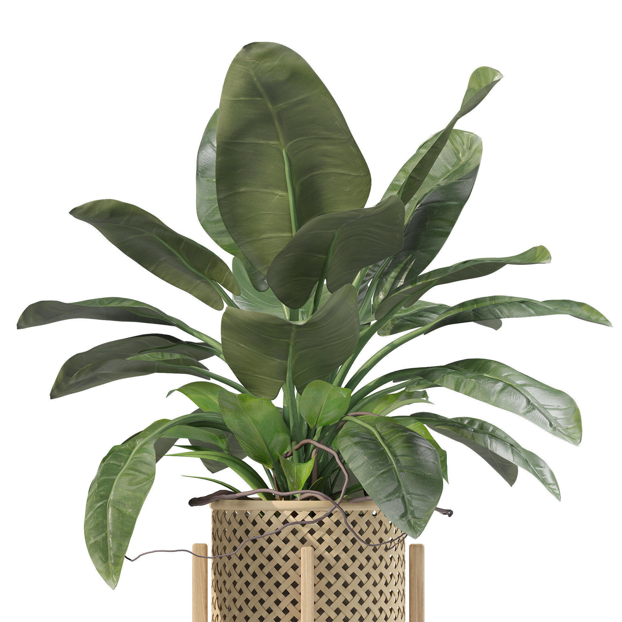 Plants collection 206 - alocasia strelitzia cactus  philodendron 3D model_5