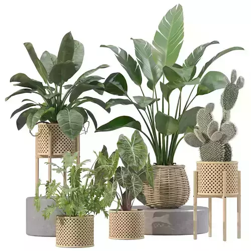Plants collection 206 - alocasia strelitzia cactus  philodendron 3D model