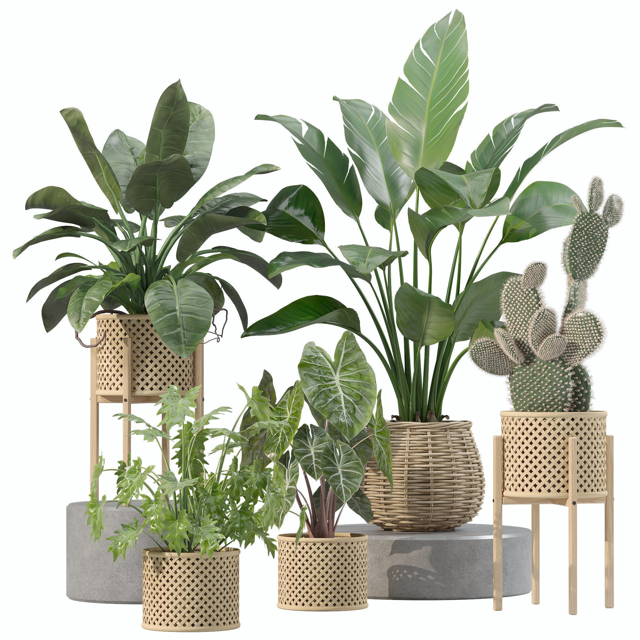 Plants collection 206 - alocasia strelitzia cactus philodendron 3D model_0