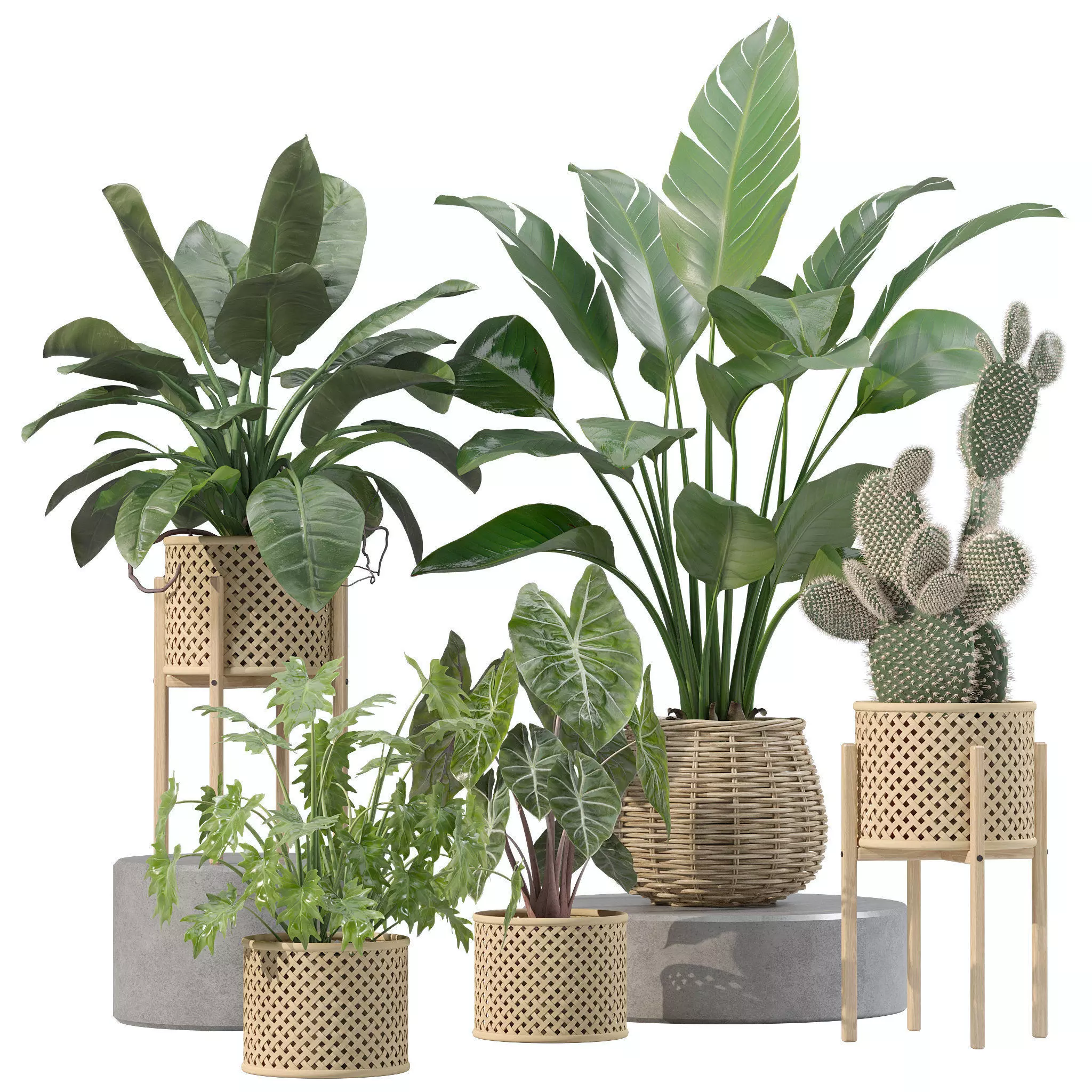 Plants collection 206 - alocasia strelitzia cactus  philodendron 3D model_0