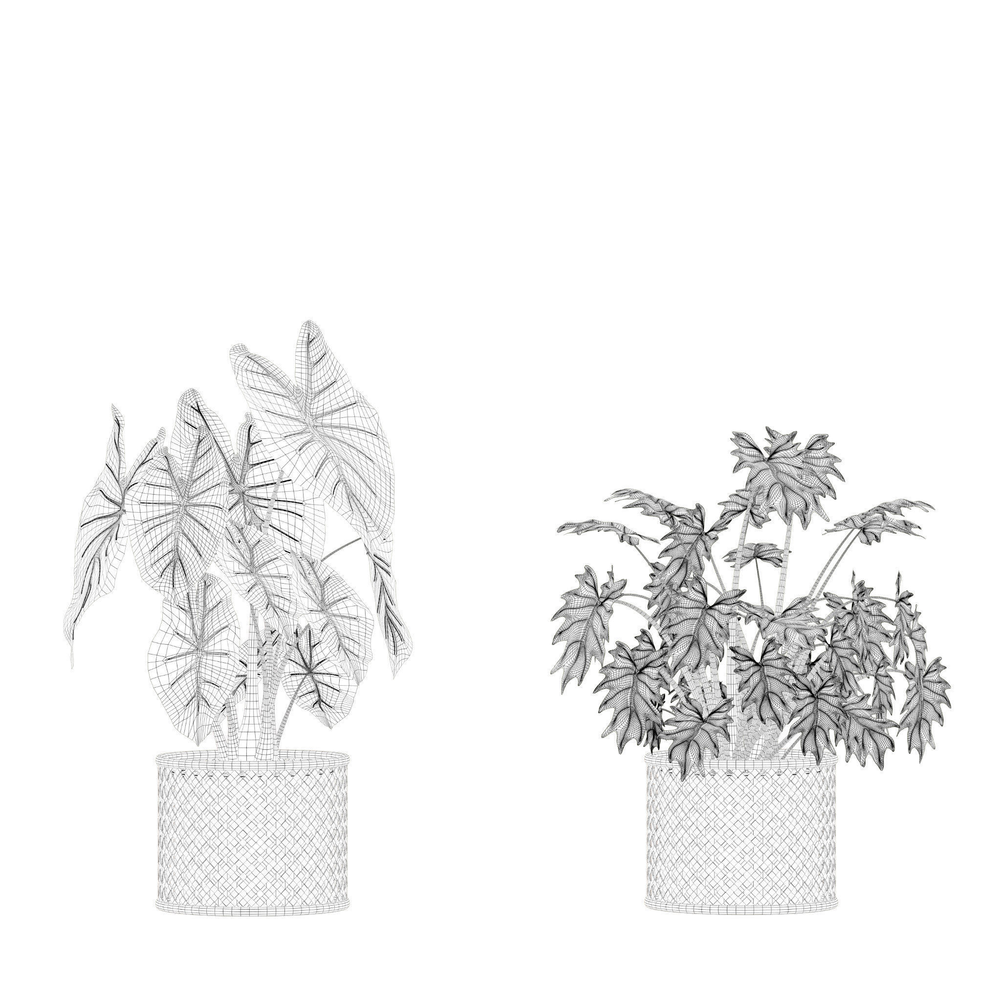 Plants collection 206 - alocasia strelitzia cactus  philodendron 3D model_12