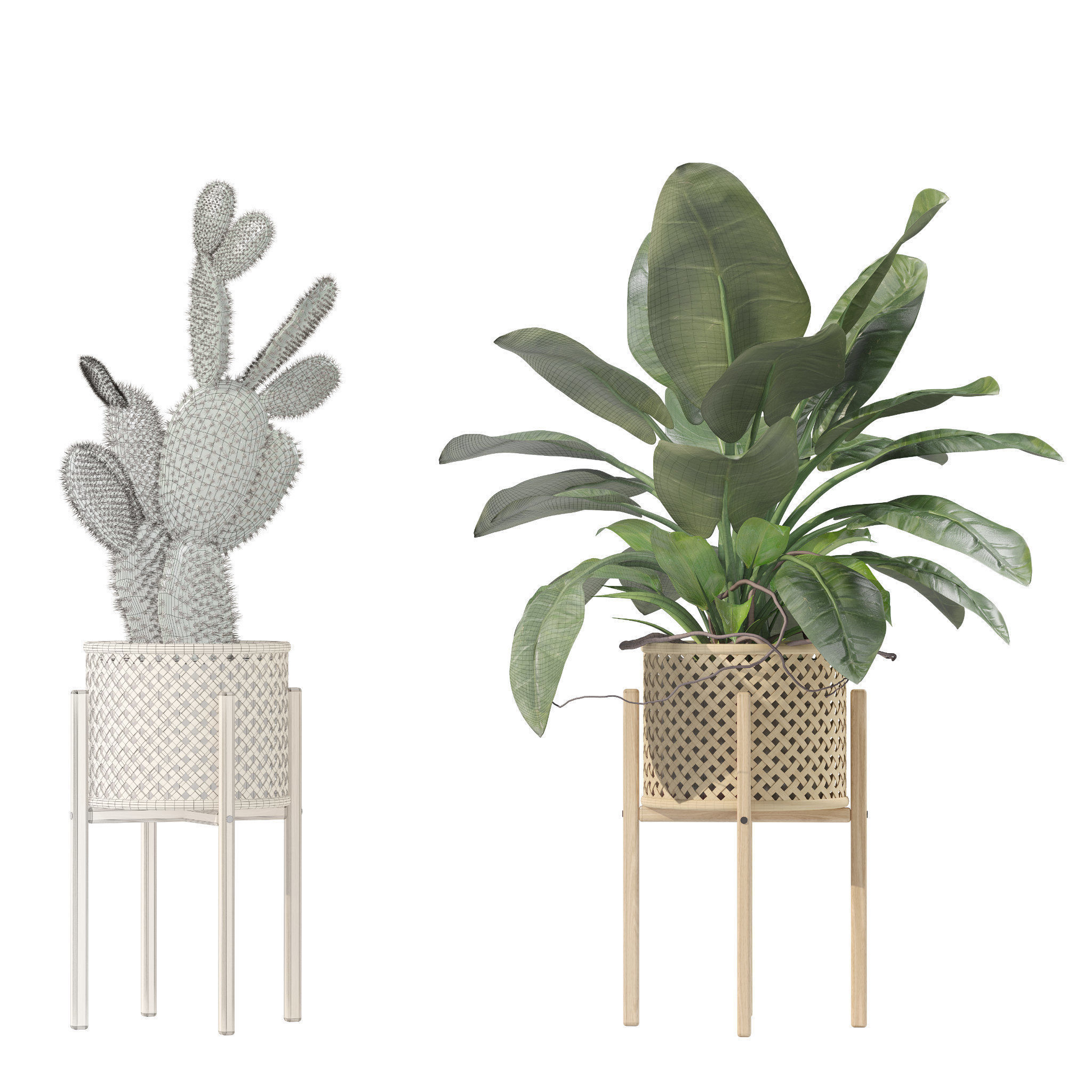 Plants collection 206 - alocasia strelitzia cactus  philodendron 3D model_9