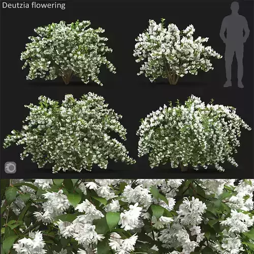 Deutzia 02