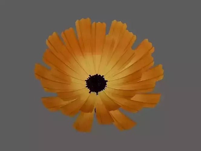 calendula Flower 3d model 