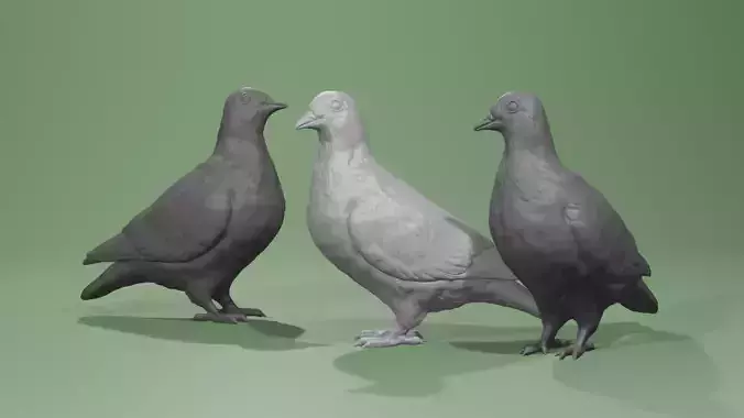 set of 3 realistic pigeon dove for printing carrier pigeons 3D print model