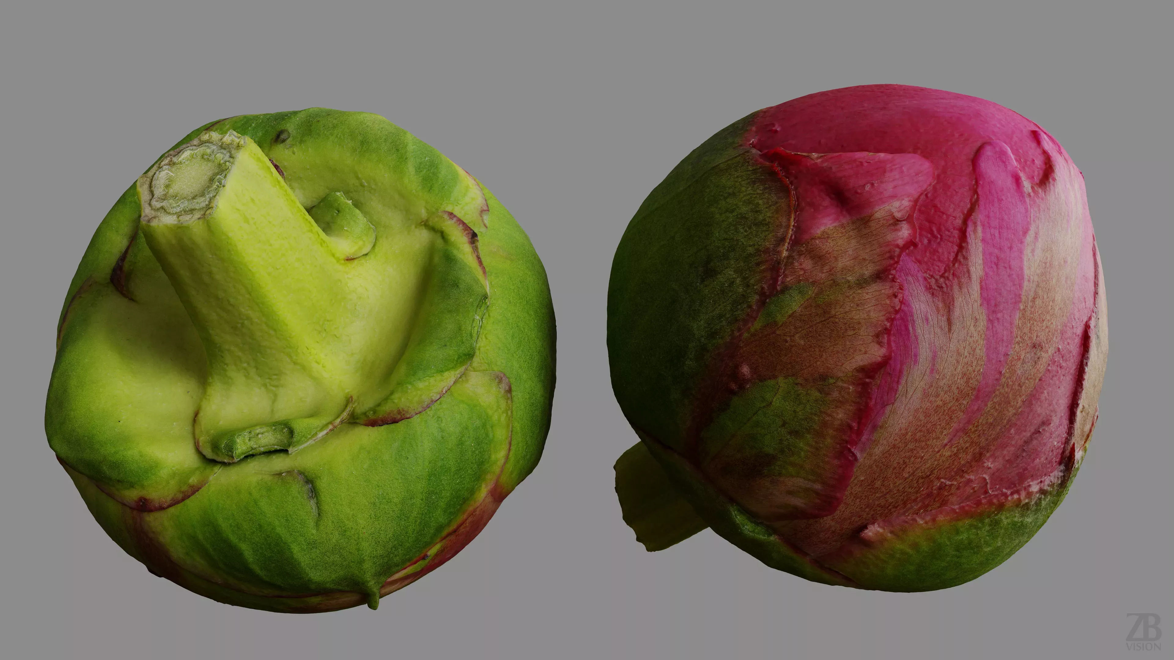 Peony 3D model_9