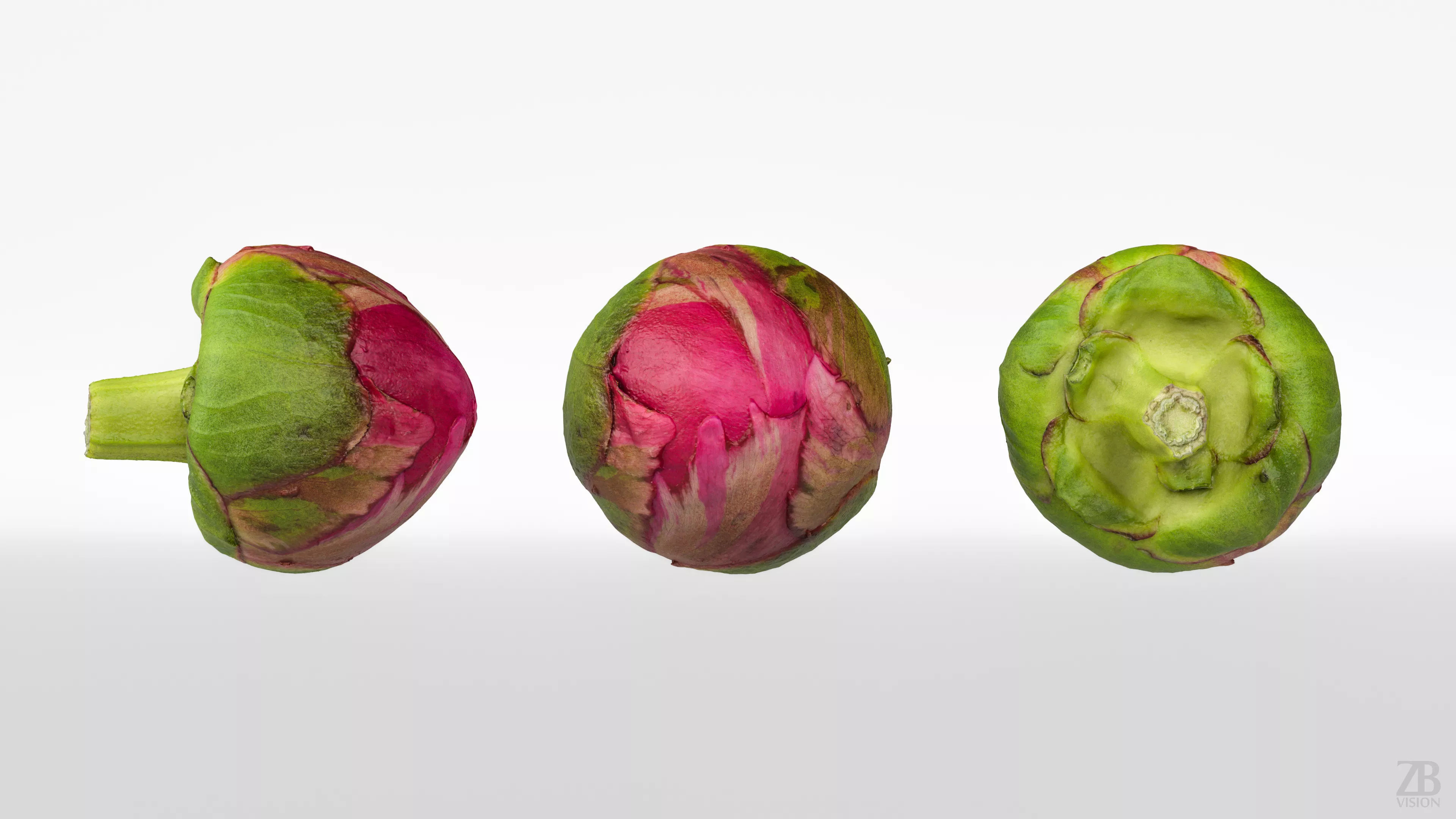 Peony 3D model_4