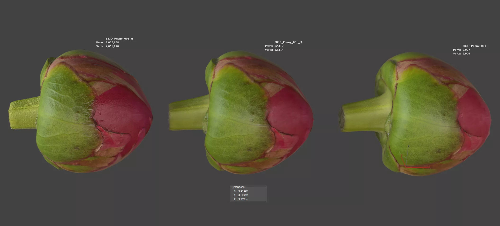 Peony 3D model_5