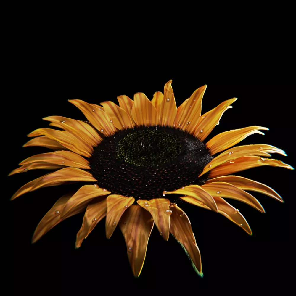 Sunflower 3D model