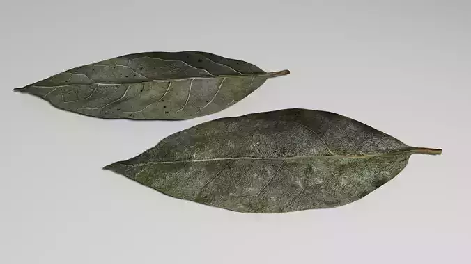 Bay Leaf 3D model