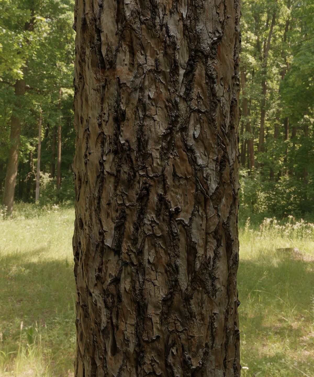 Florida Longleaf Pine Bark Textures Texture_2