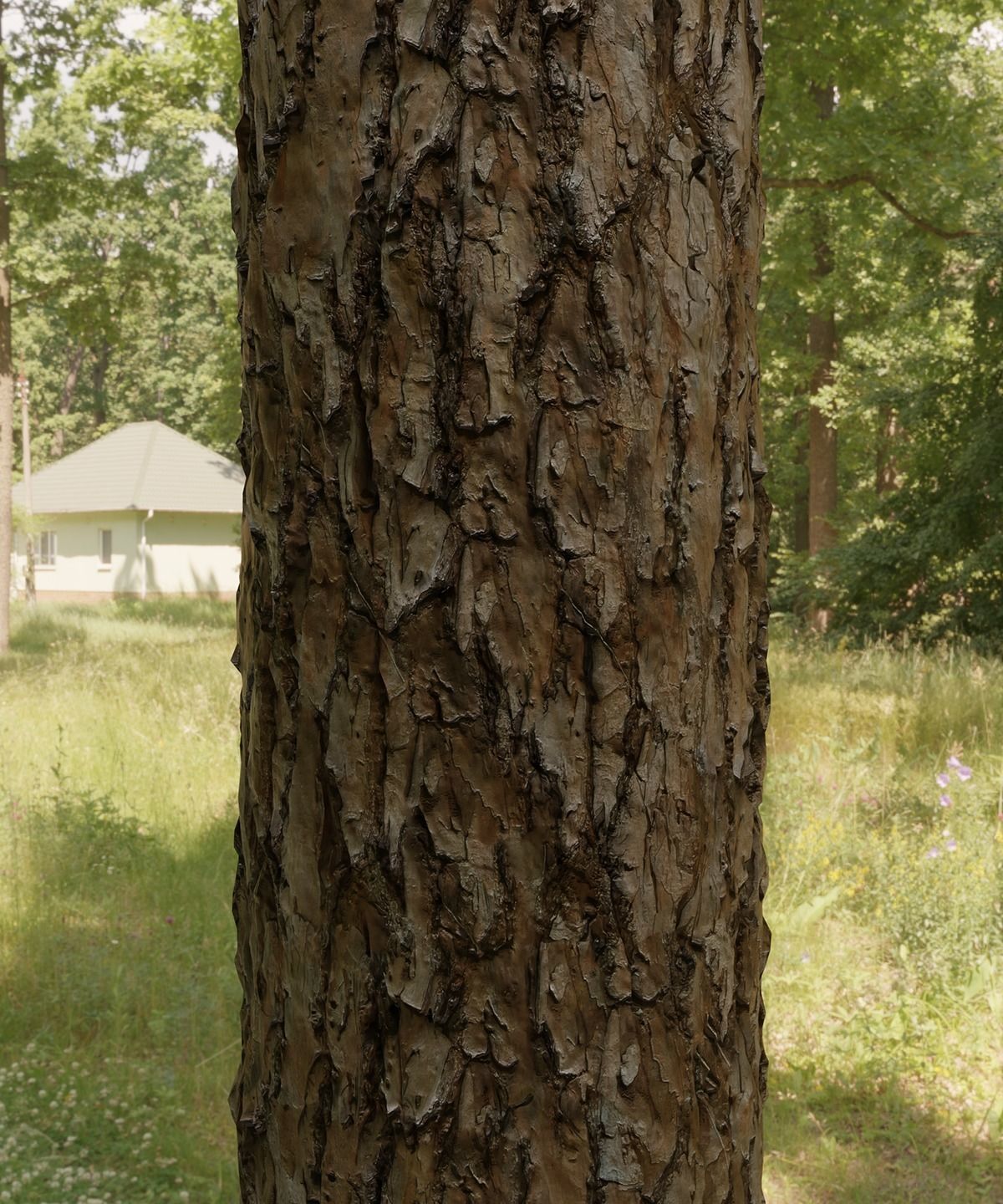 Florida Longleaf Pine Bark Textures Texture_3