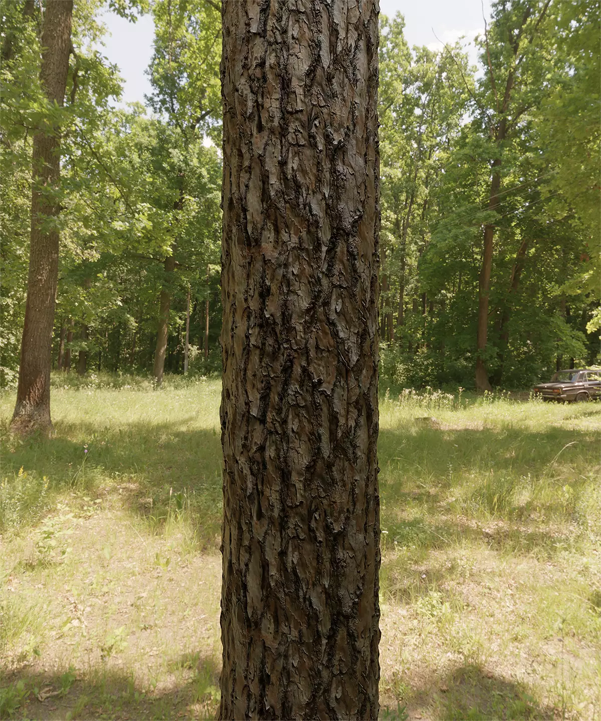 Florida Longleaf Pine Bark Textures Texture_0